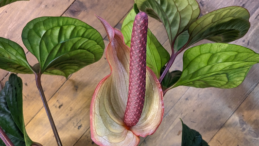 inflorescence d'anthurium radicans x luxurians, le spadice est de couleur rose