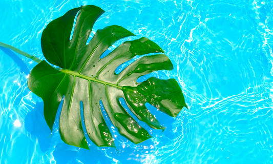 Protéger nos plantes d'intérieur en cas de canicule : 6 gestes simples et efficaces