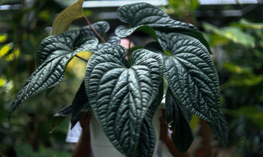 Pourquoi tes plantes ont besoin d'un engrais riche en oligo-éléments