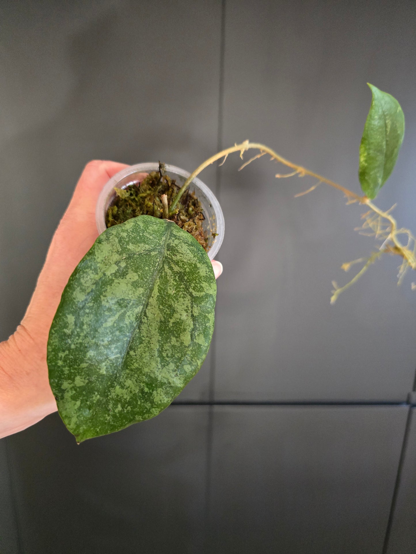 Hoya sp Sabah AG 08-24