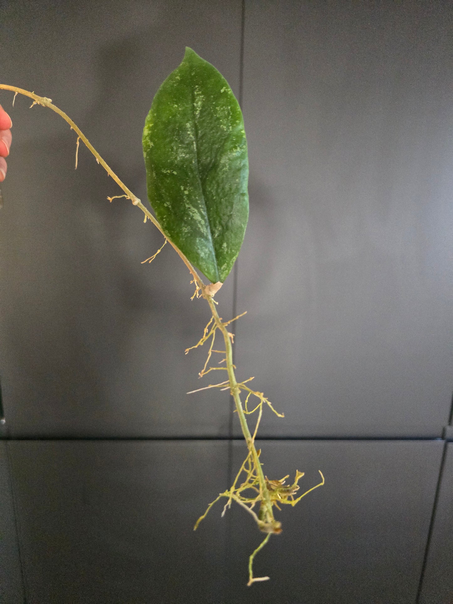 Hoya sp Sabah AG 08-24
