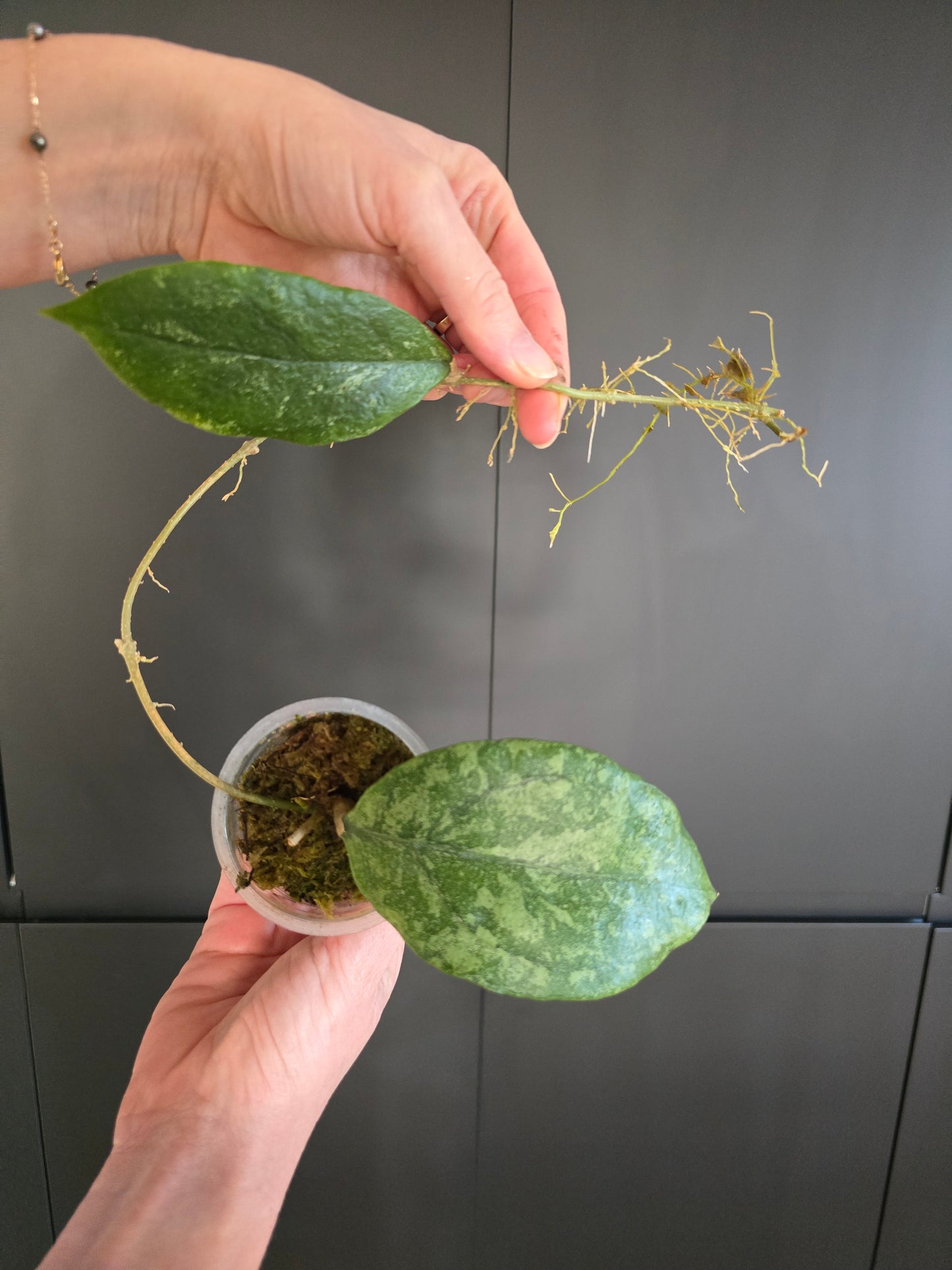 Hoya sp Sabah AG 08-24