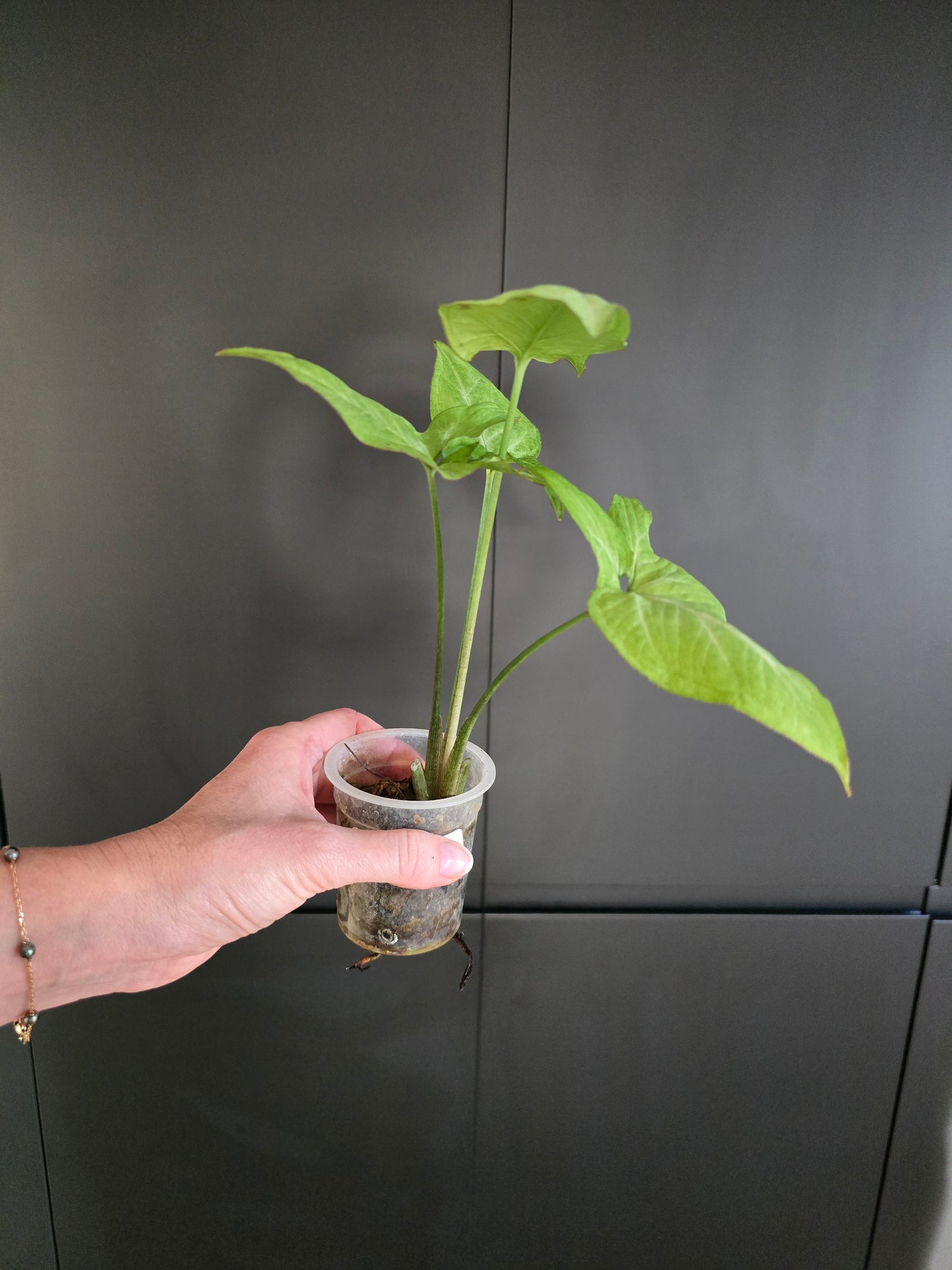 Syngonium pink salmon