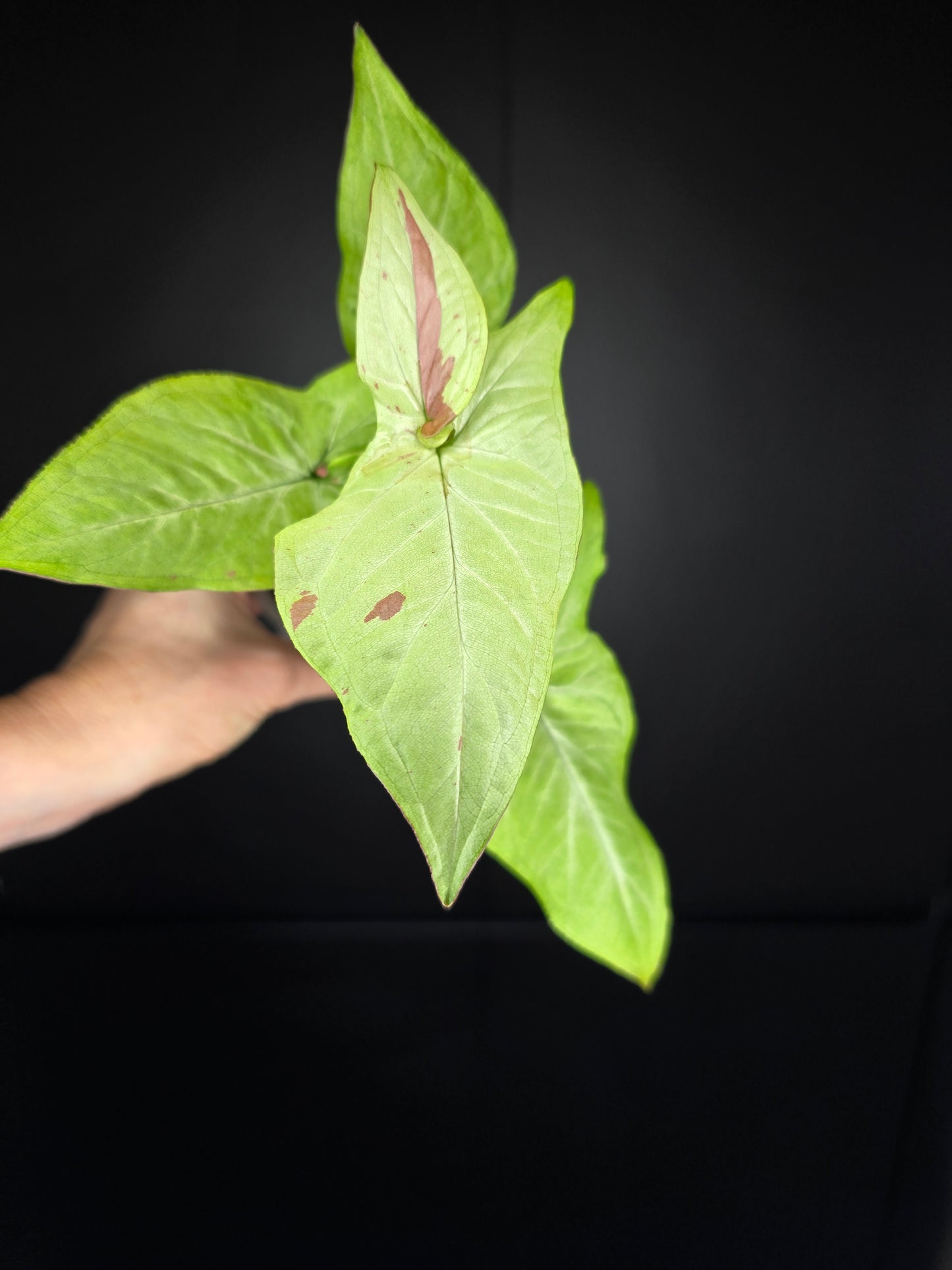 Syngonium pink salmon