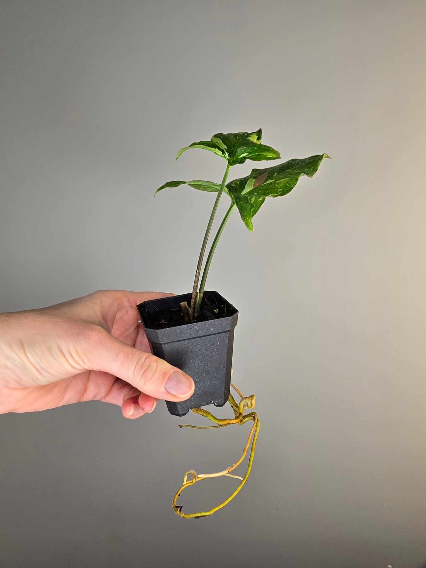 Syngonium redspot tricolor