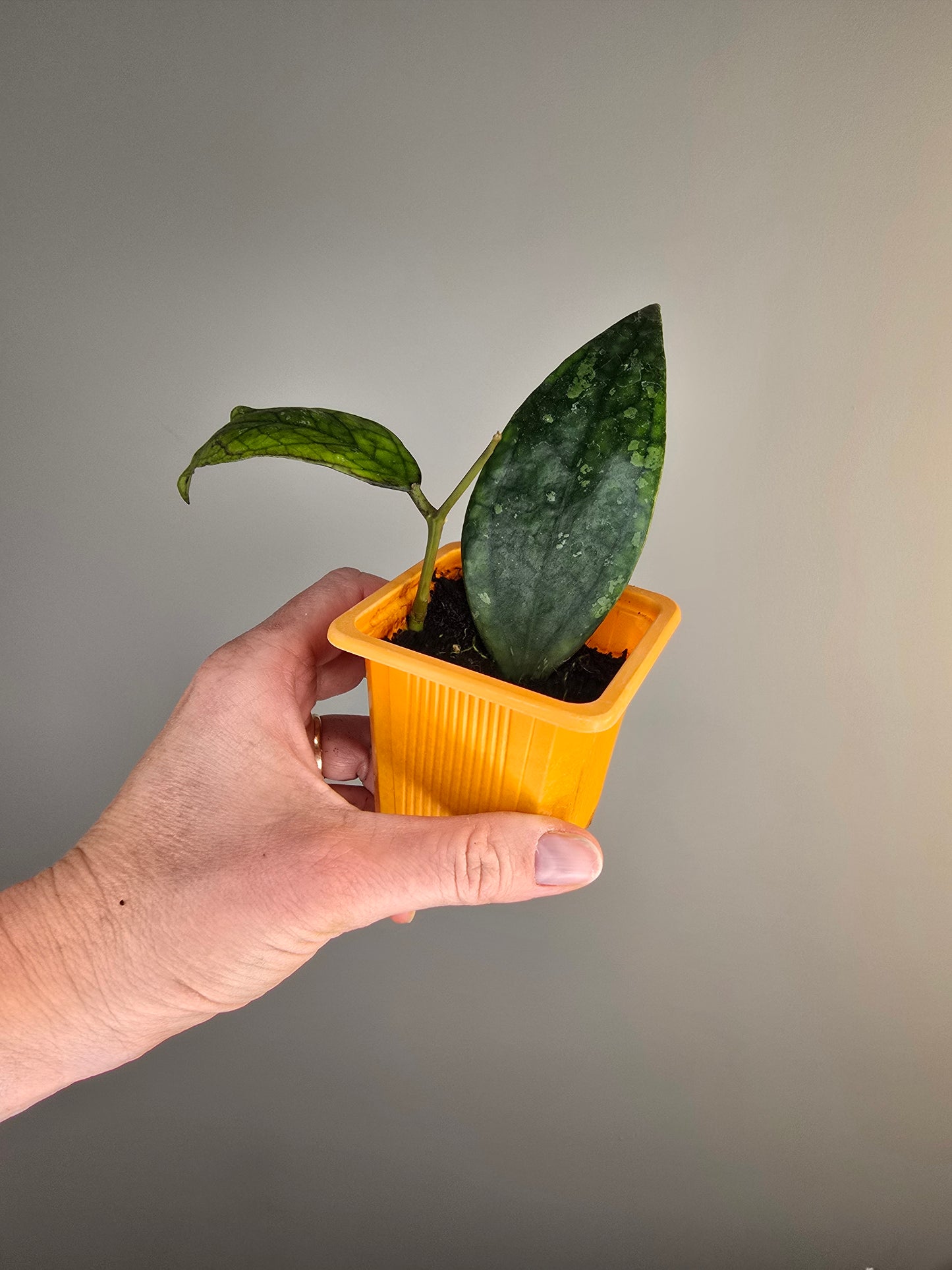 Hoya sp Germany