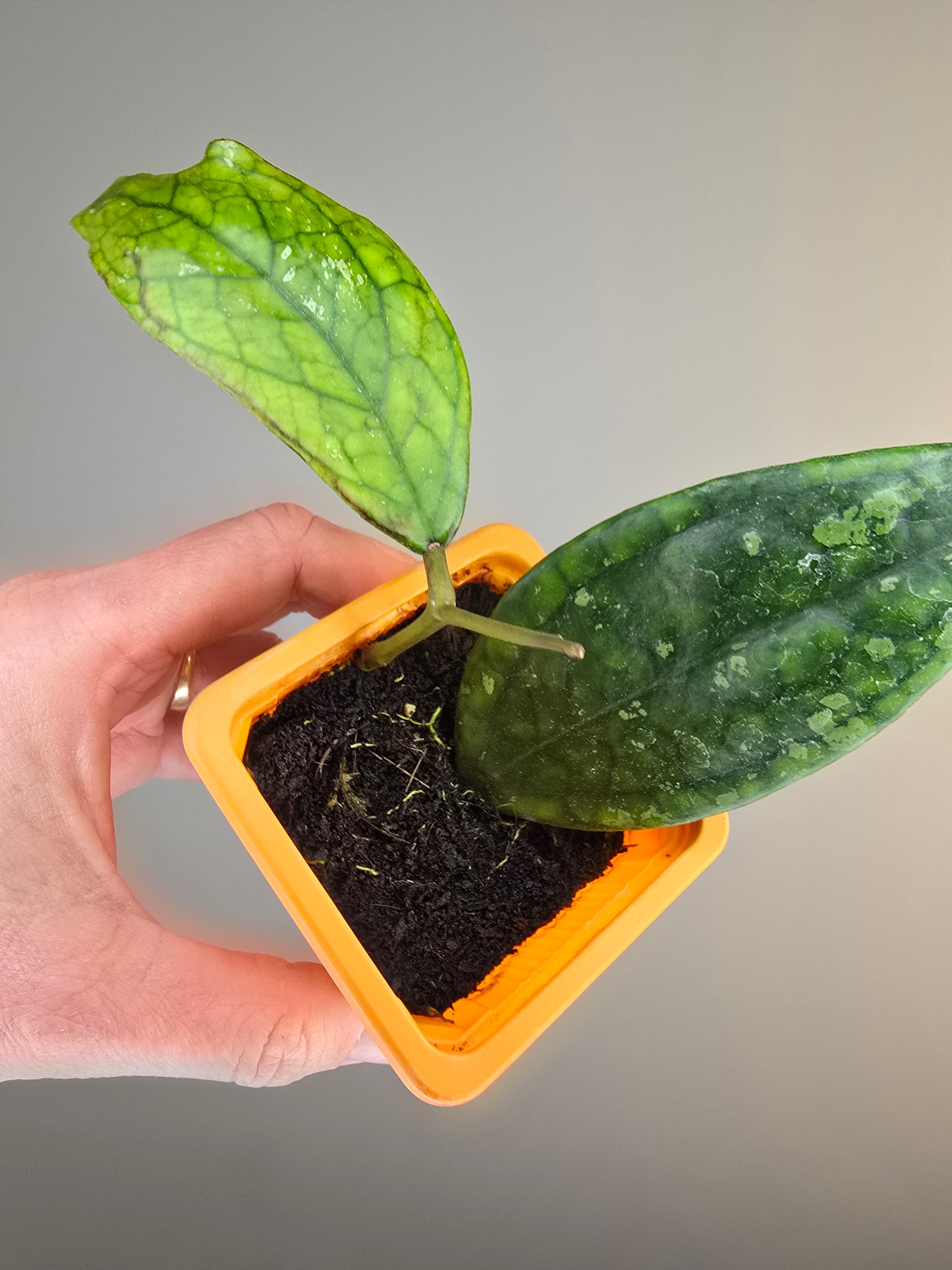 Hoya sp Germany