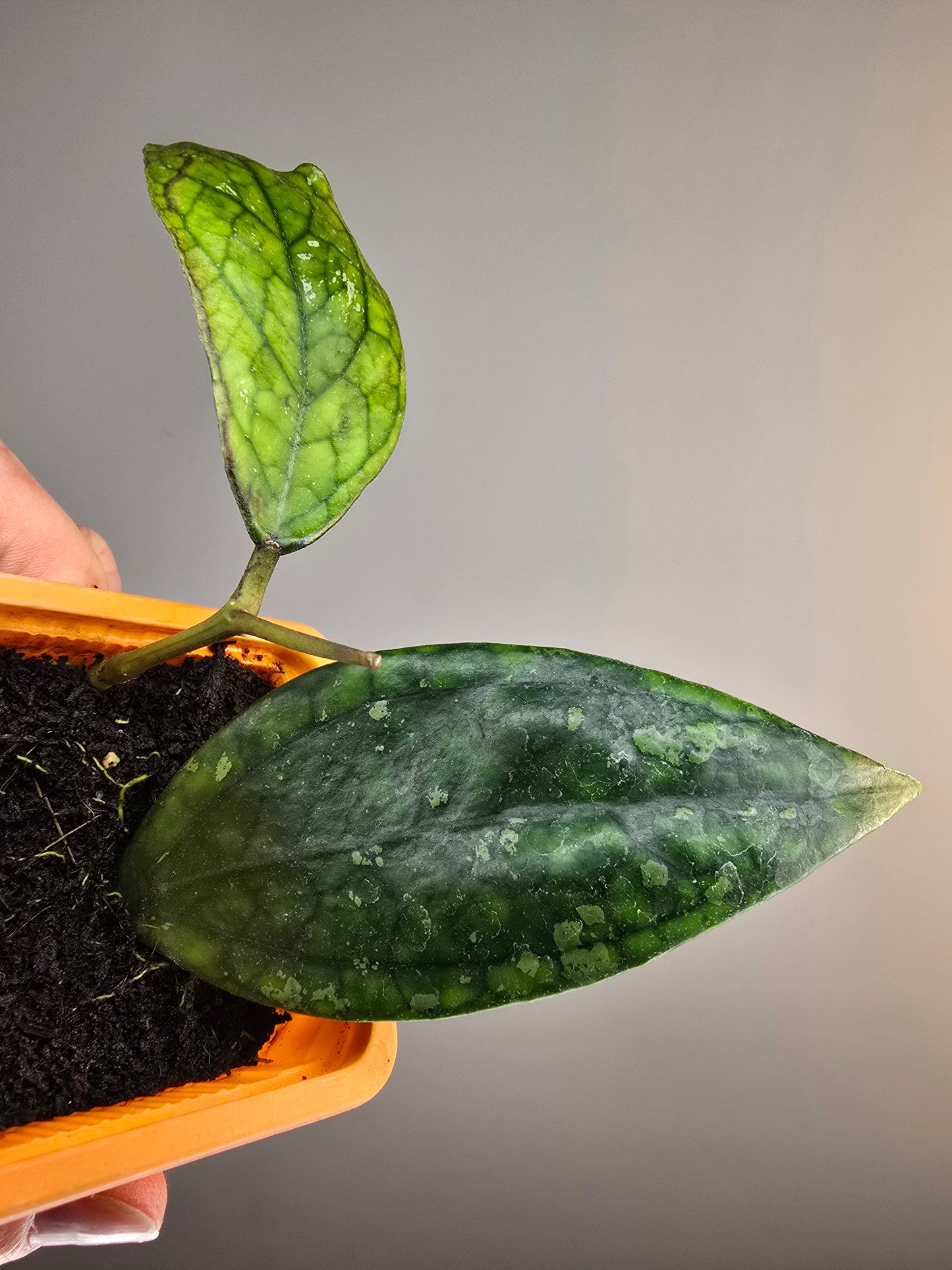 Hoya sp Germany