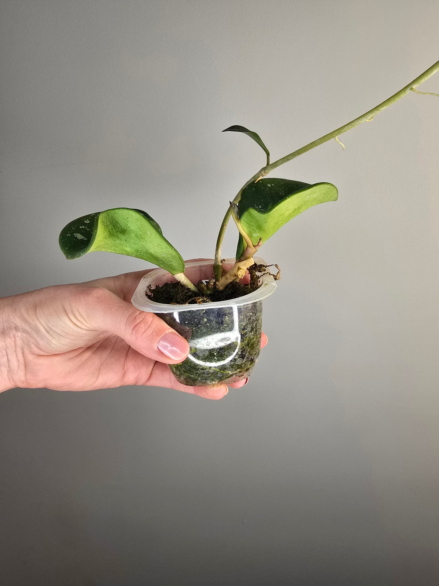 Hoya obovata splash variegata (plante entière)