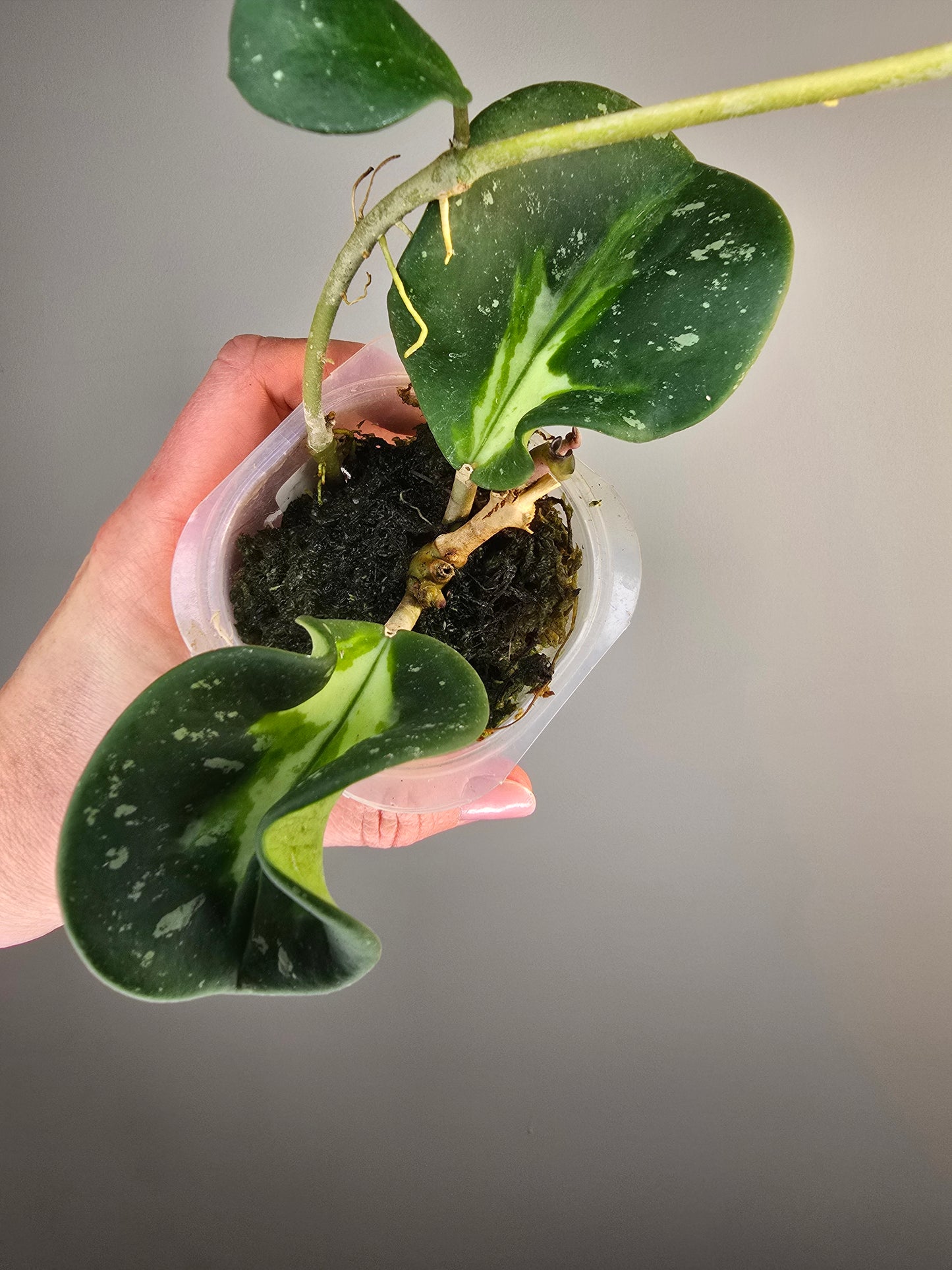 Hoya obovata splash variegata (plante entière)