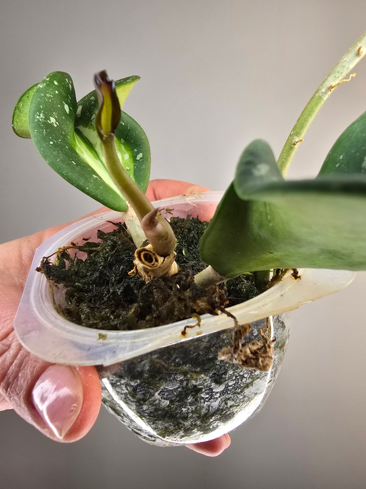 Hoya obovata splash variegata (plante entière)