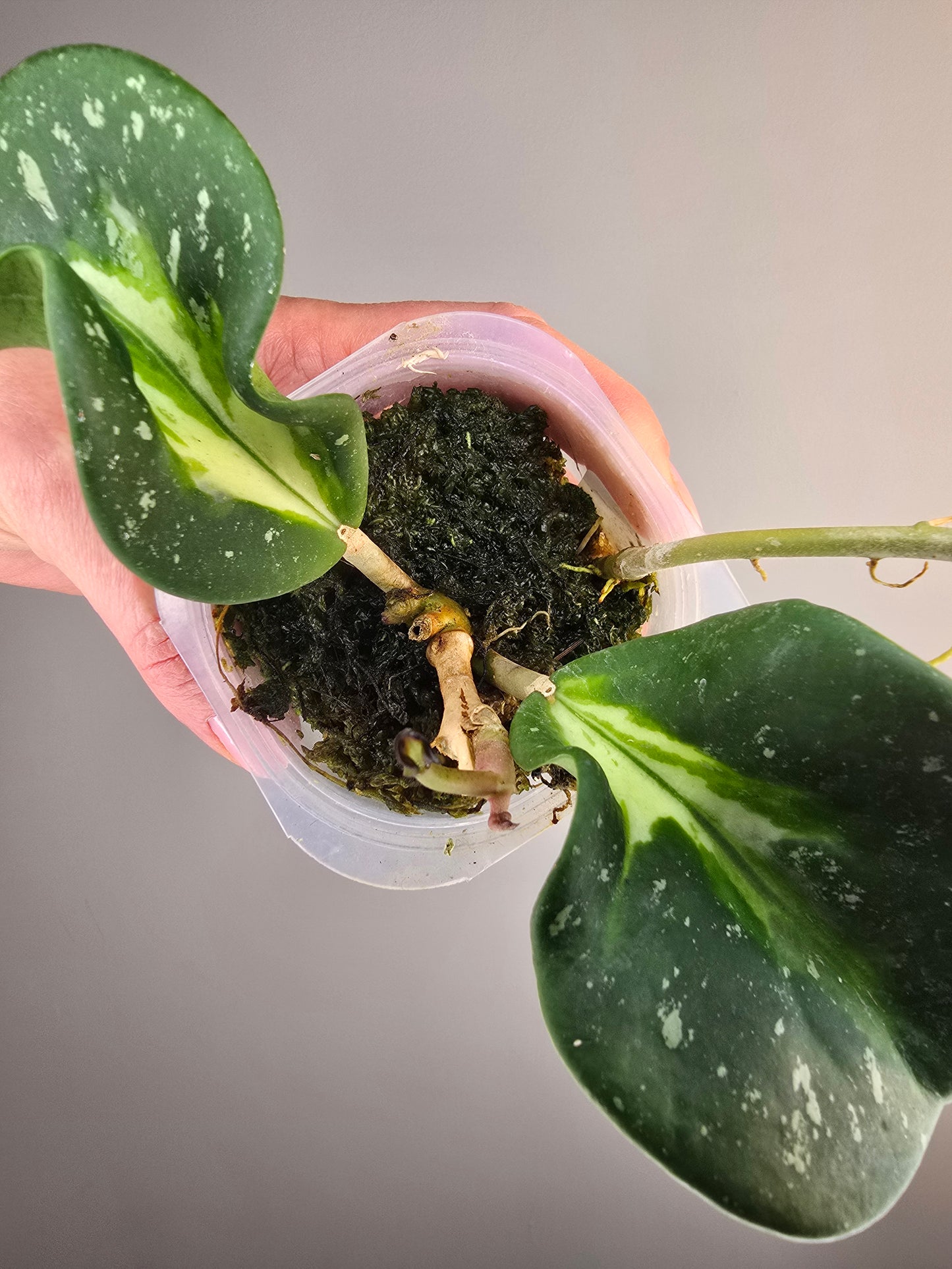 Hoya obovata splash variegata (plante entière)