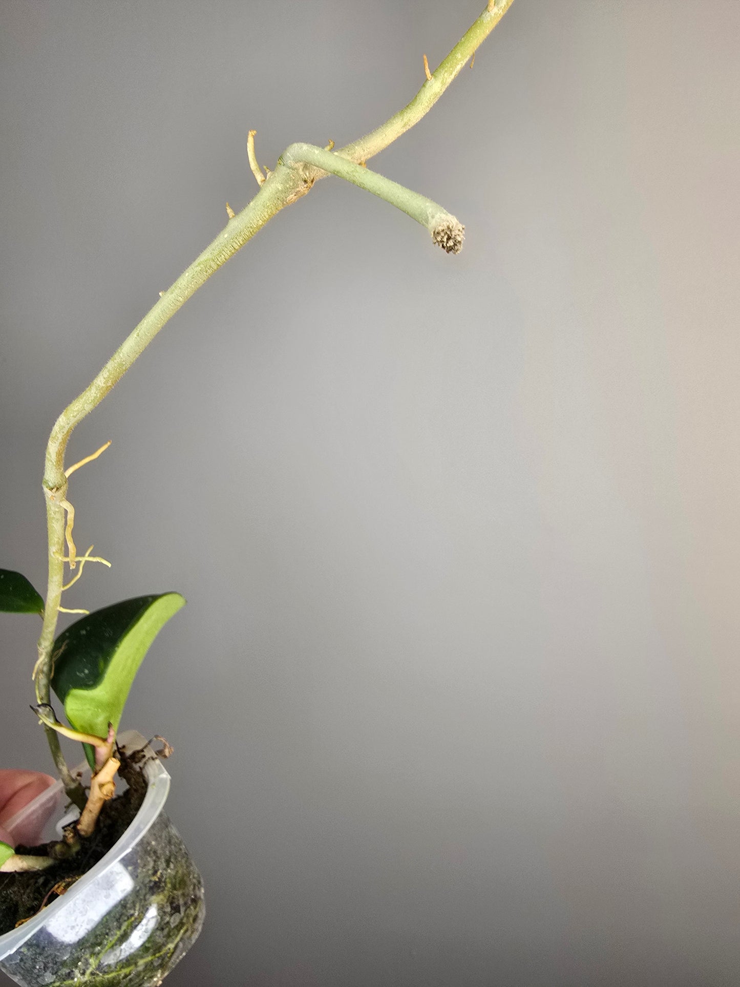 Hoya obovata splash variegata (plante entière)