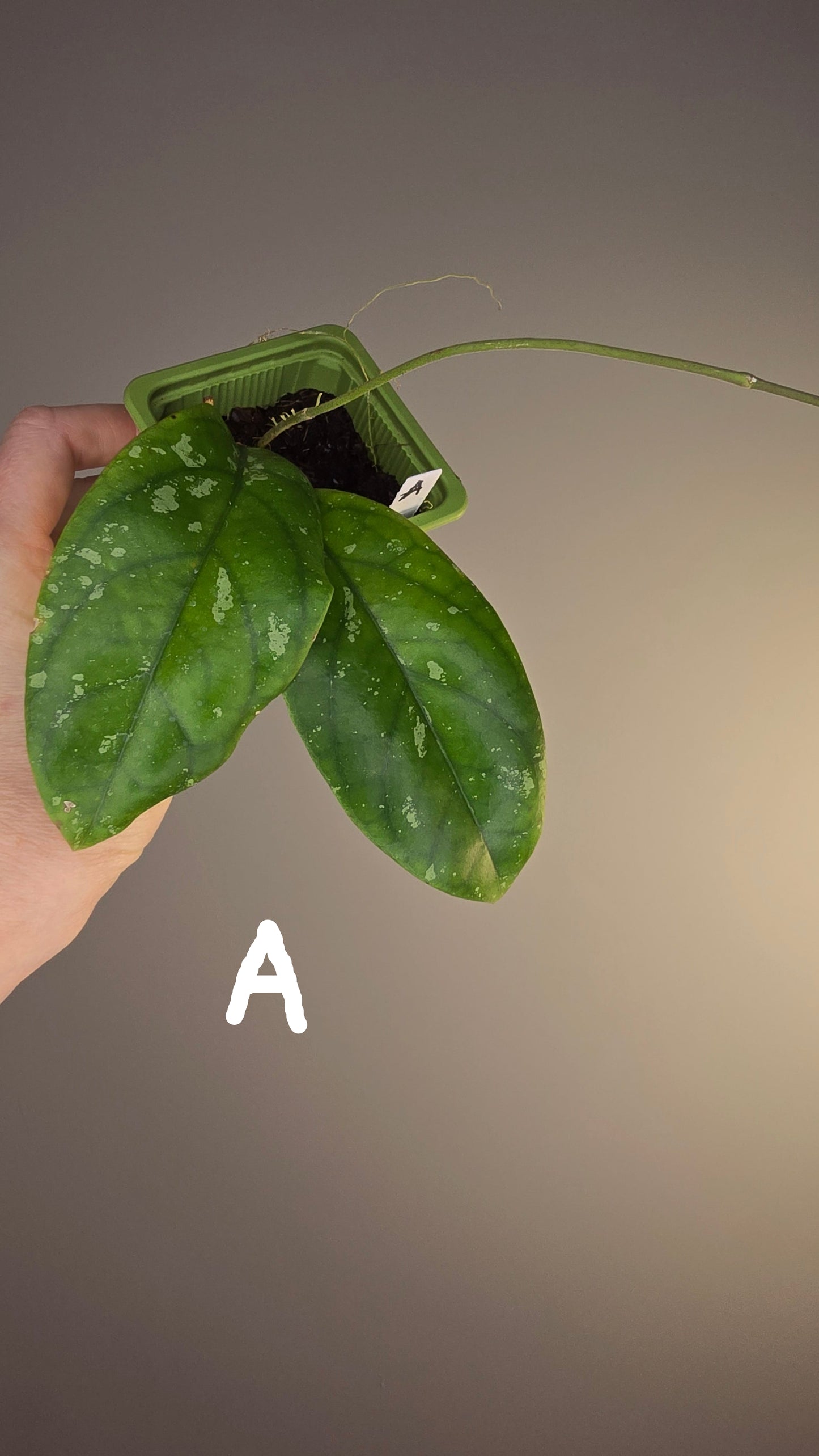 Hoya sp. Tabalong