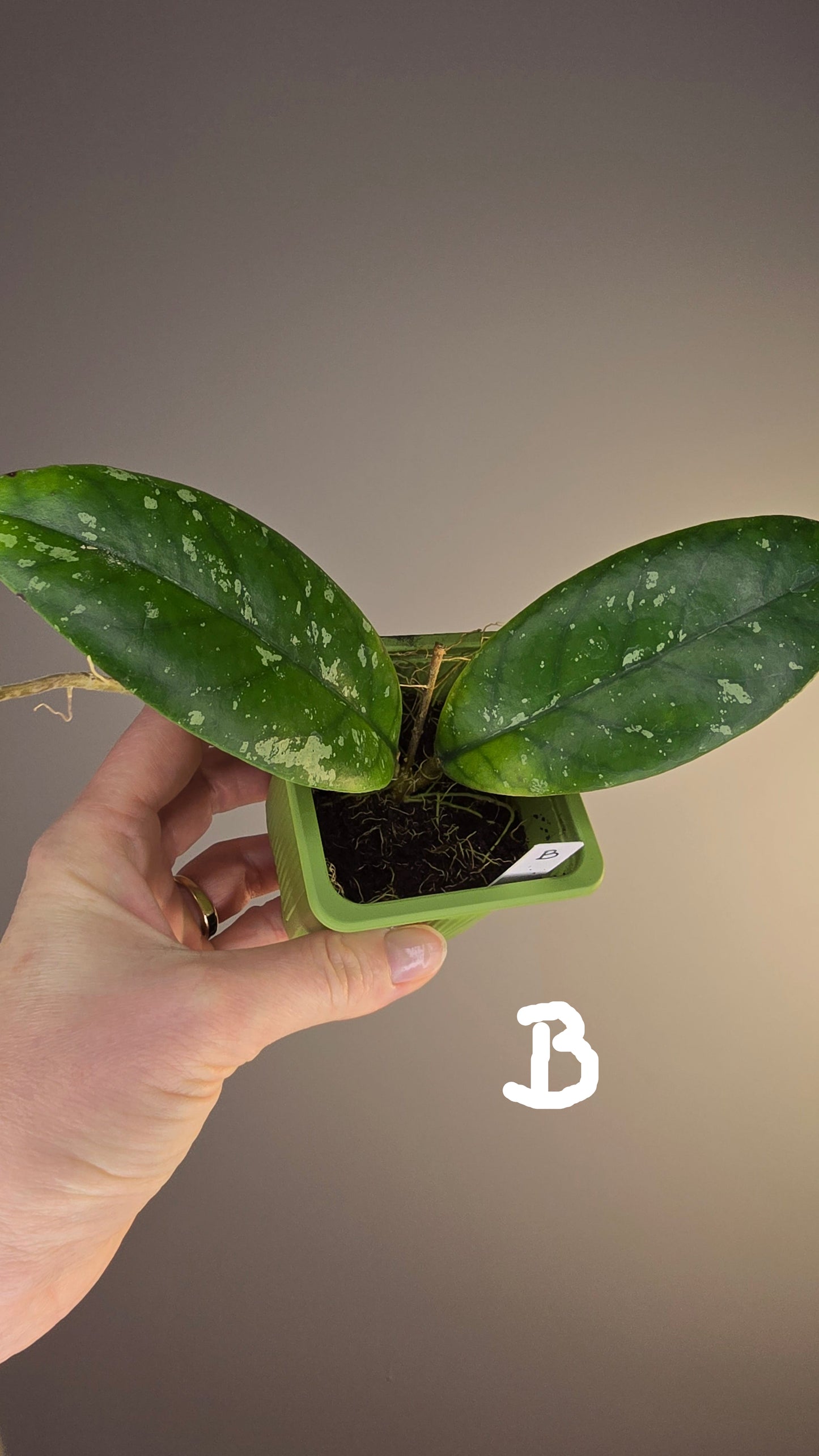 Hoya sp. Tabalong