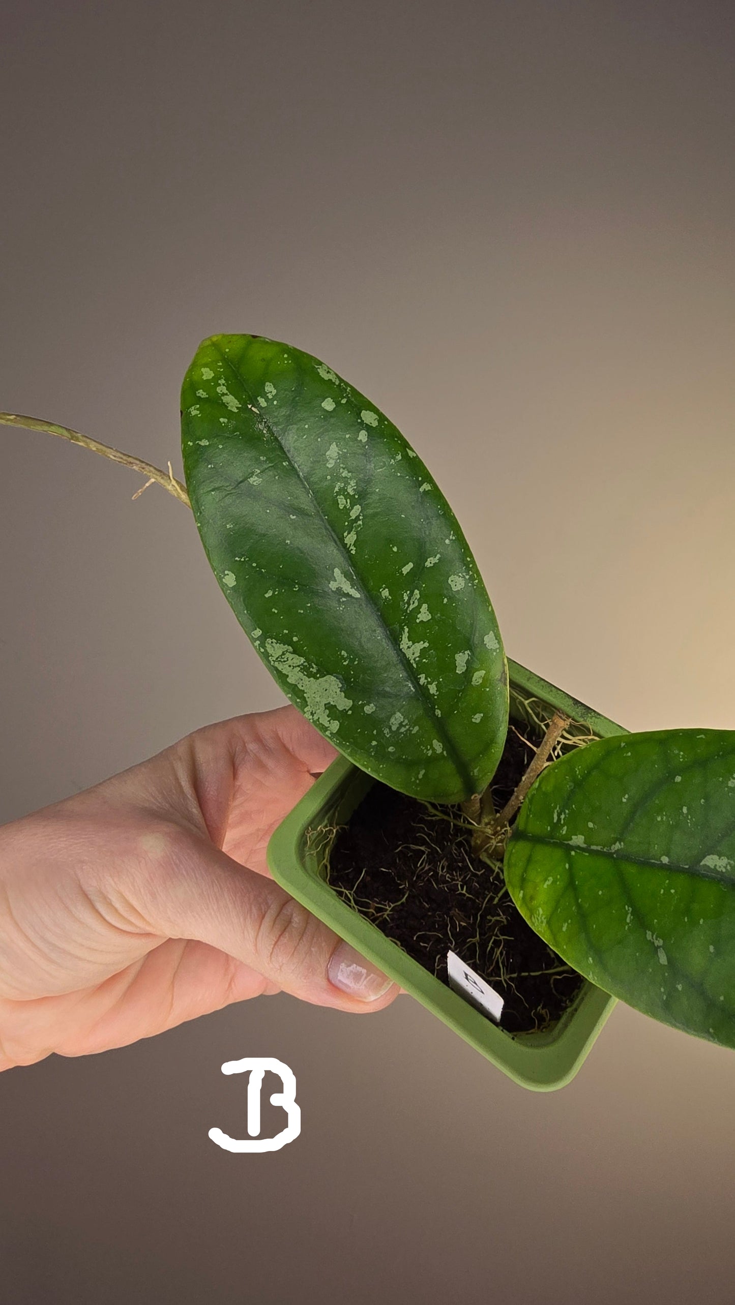 Hoya sp. Tabalong