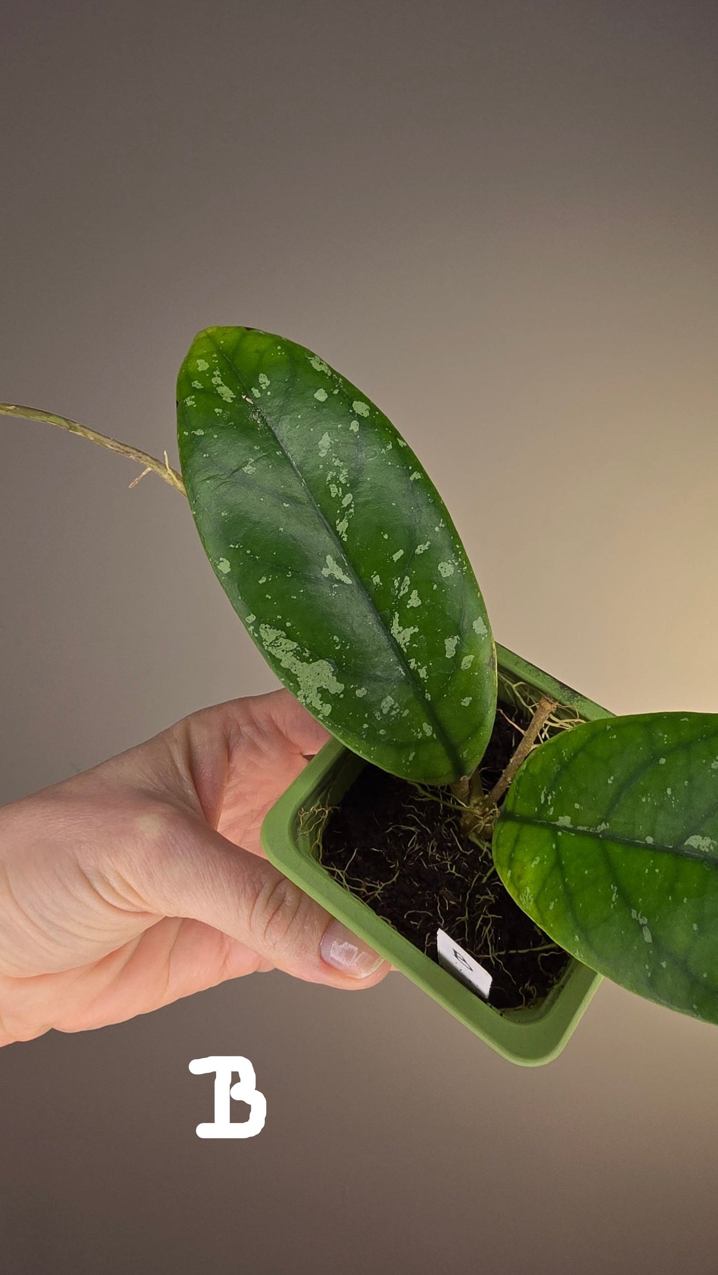 Hoya sp. Tabalong
