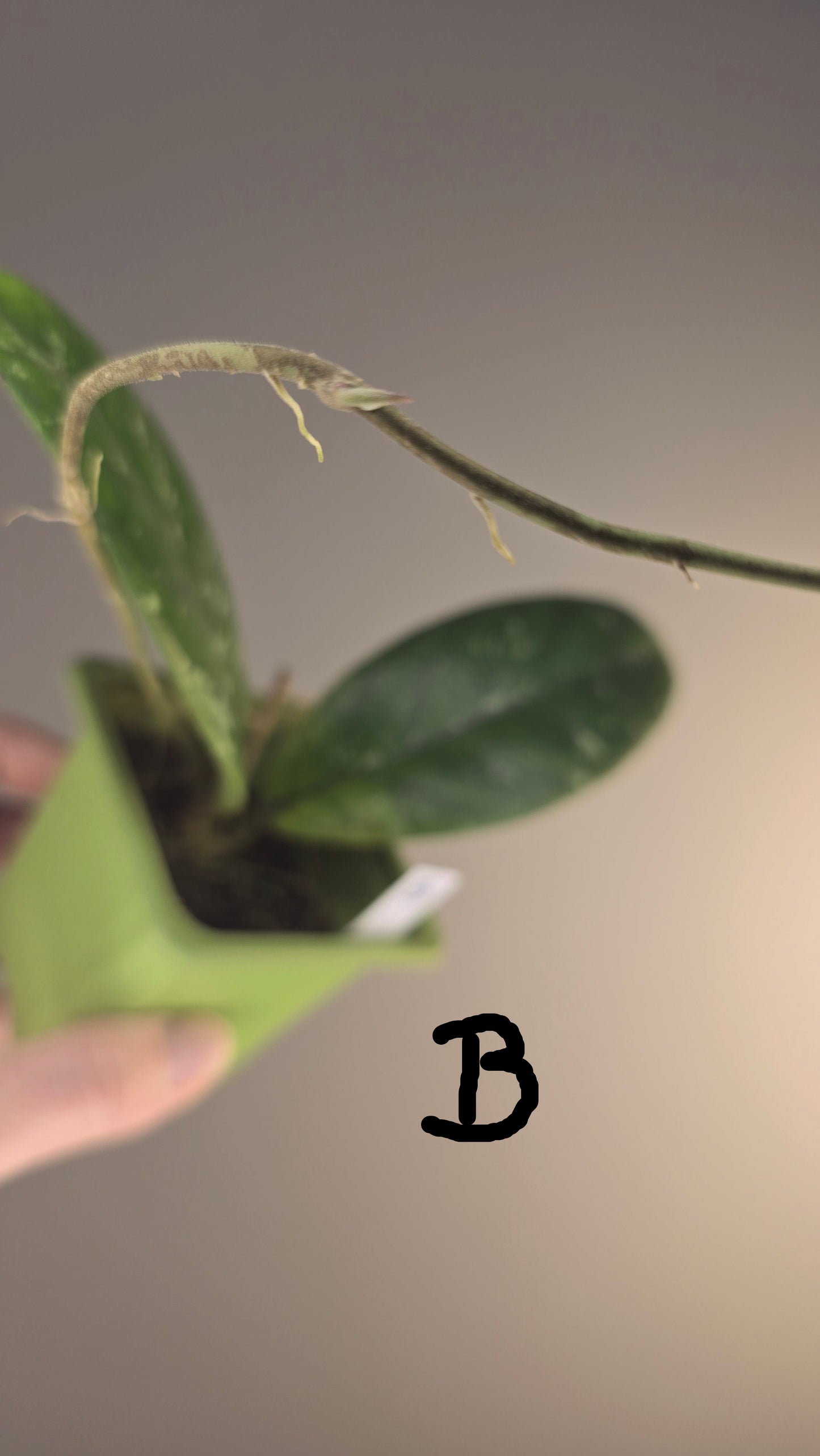Hoya sp. Tabalong