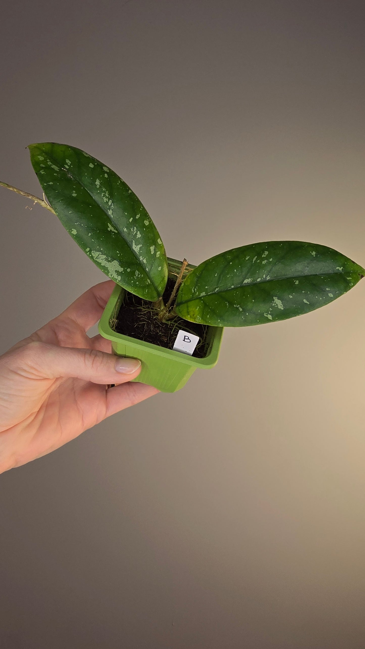 Hoya sp. Tabalong