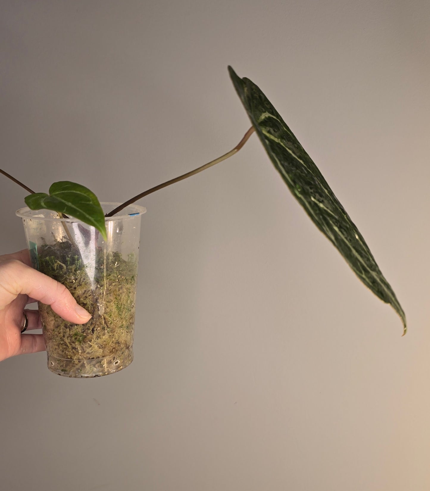 Anthurium crystallinum hybride x (HU x red crystallinum)