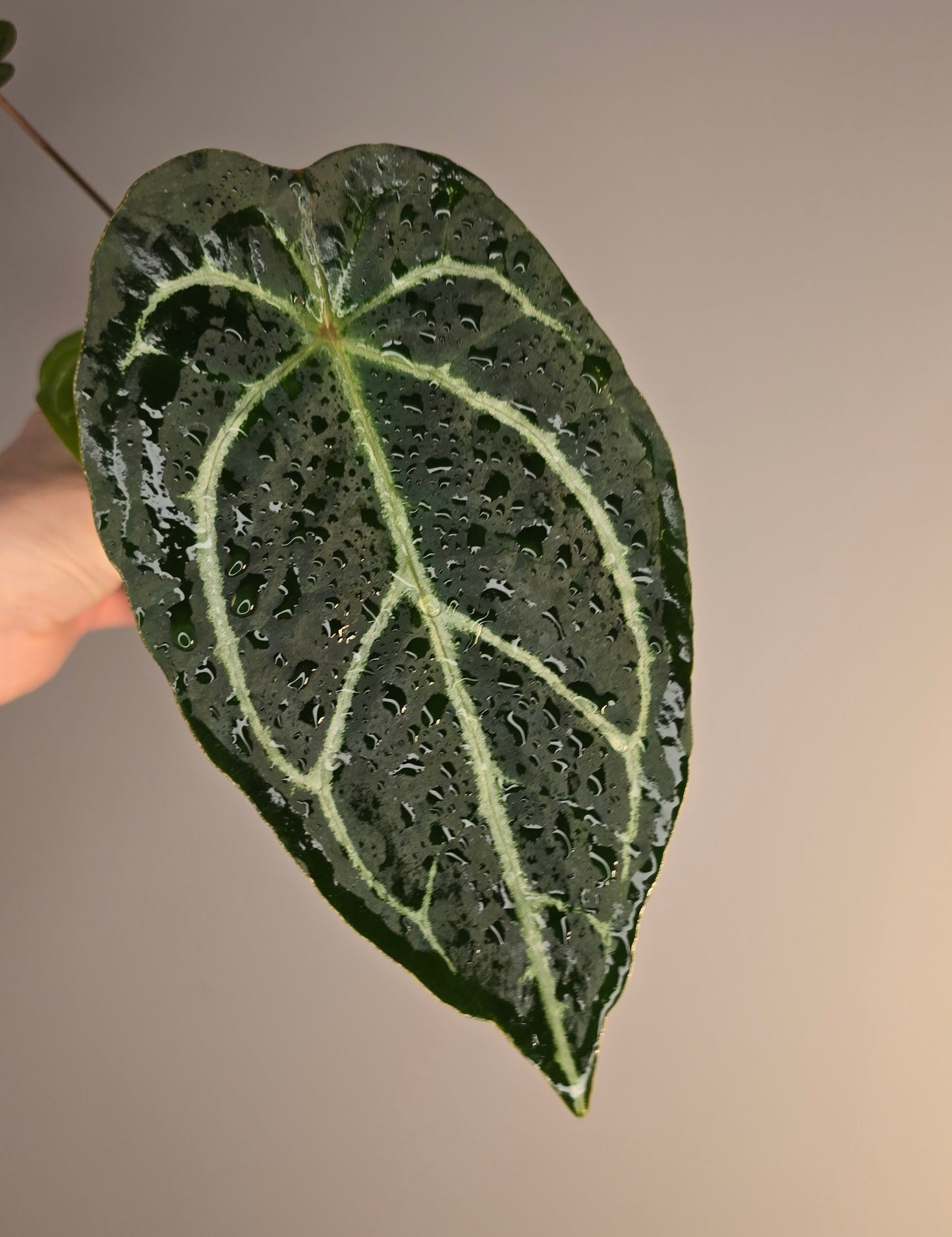 Anthurium crystallinum hybride x (HU x red crystallinum)