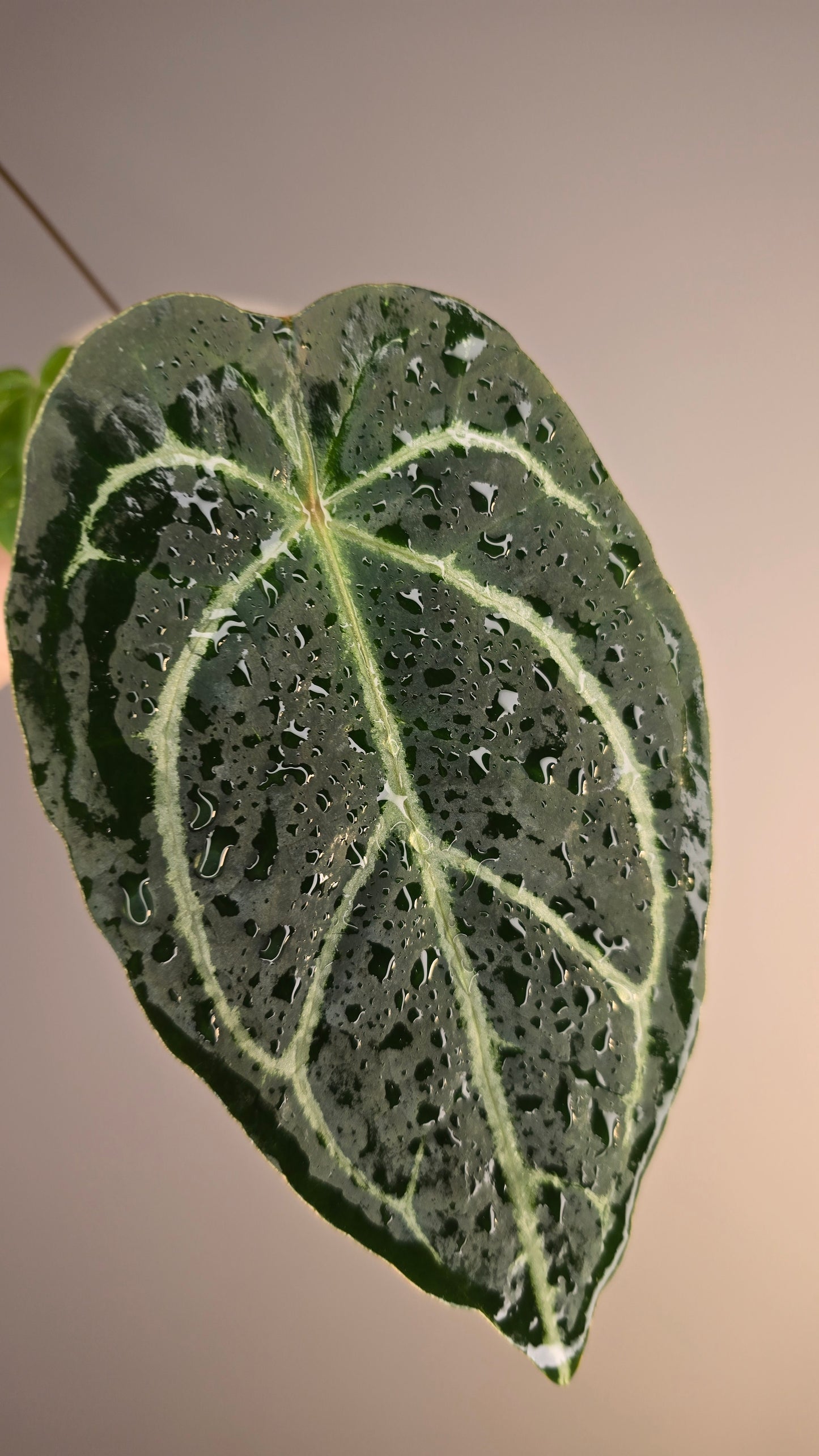 Anthurium crystallinum hybride x (HU x red crystallinum)