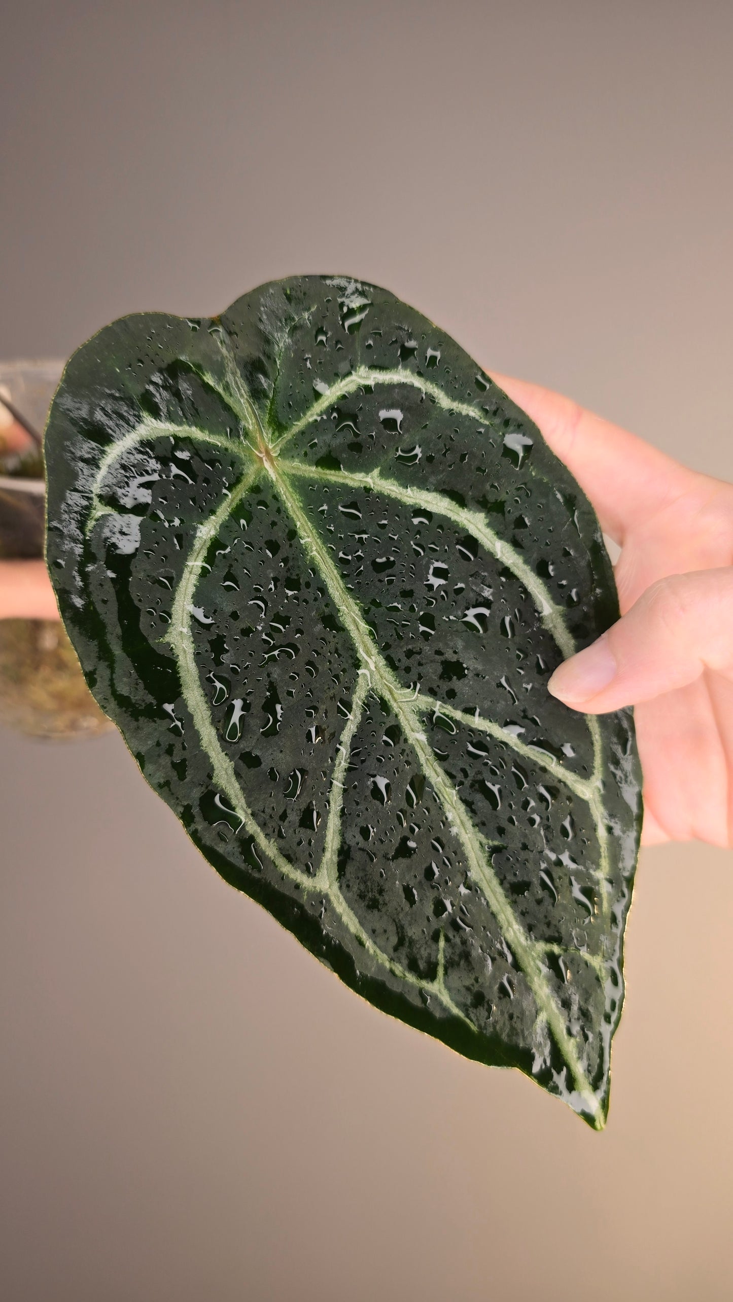 Anthurium crystallinum hybride x (HU x red crystallinum)