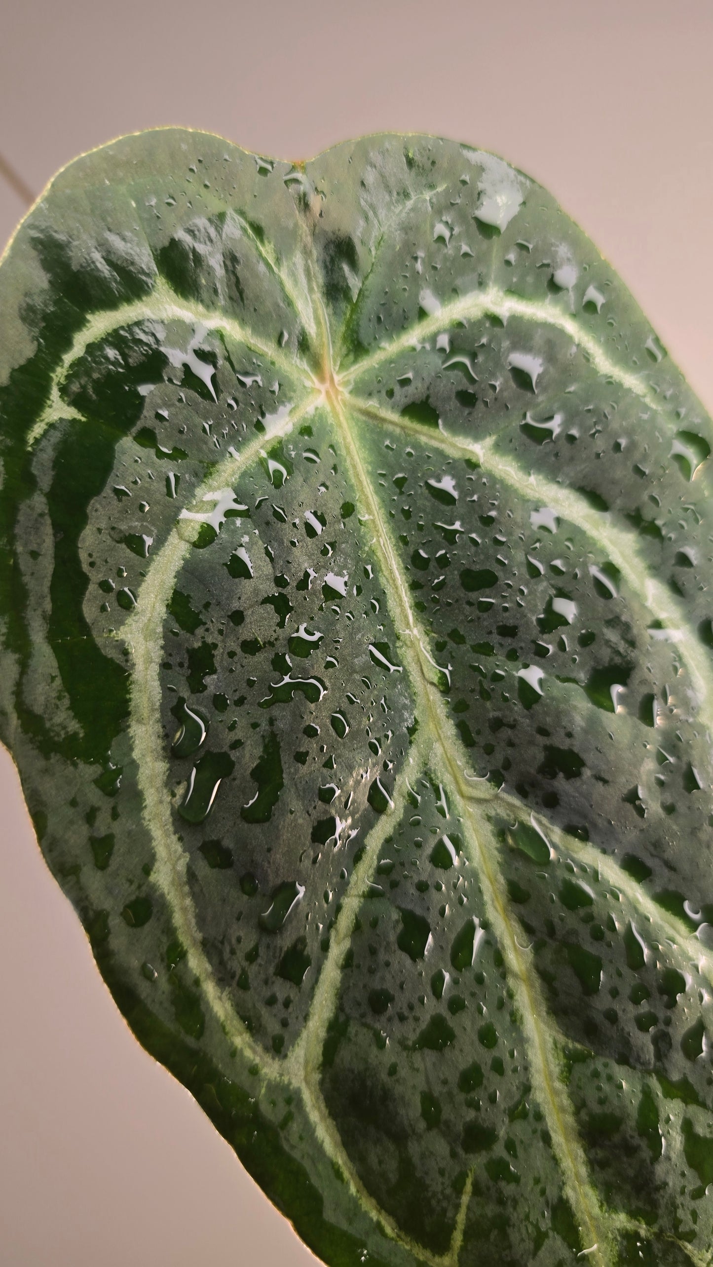 Anthurium crystallinum hybride x (HU x red crystallinum)