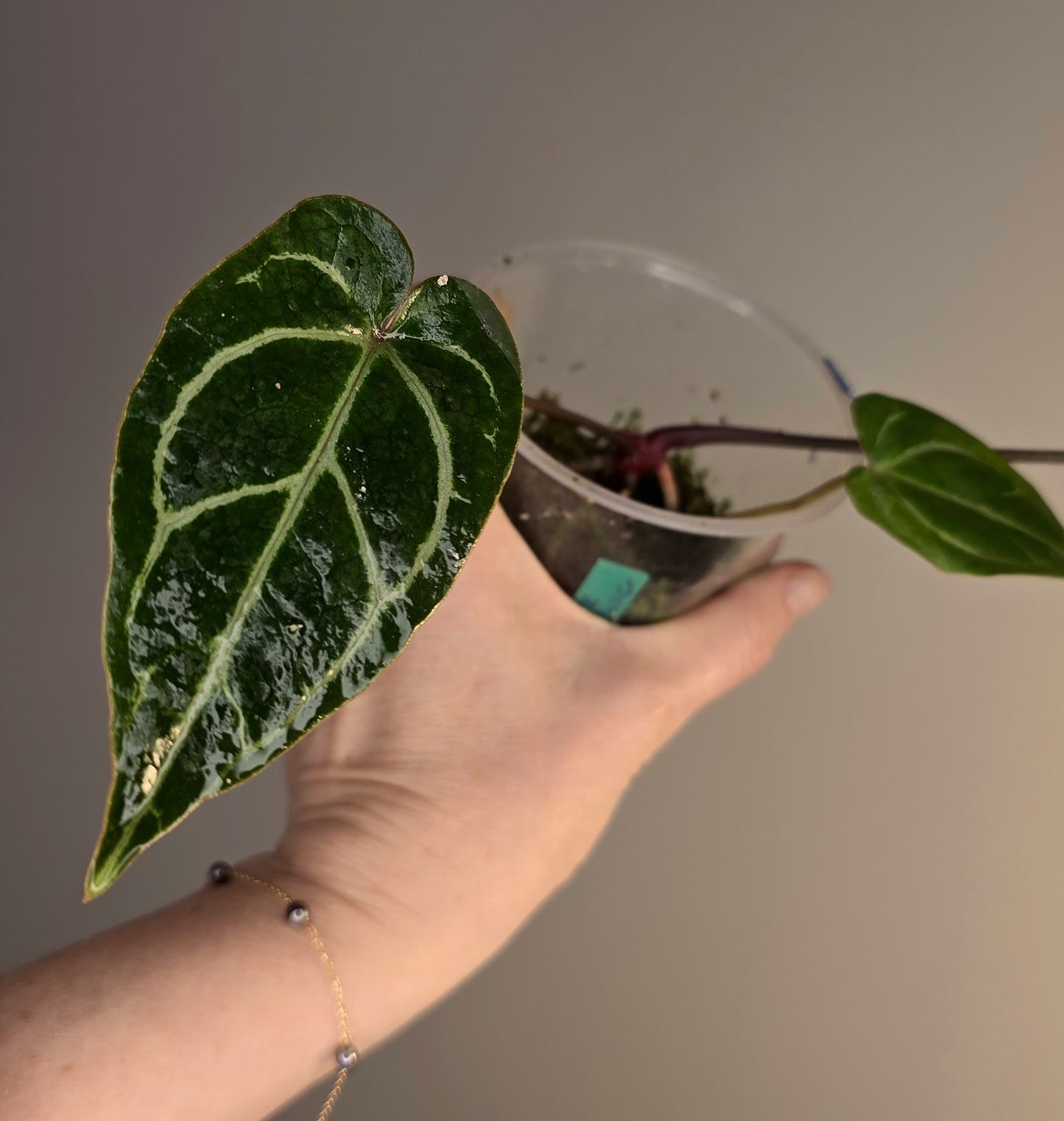 Anthurium crystallinum hybride x (HU x red crystallinum)