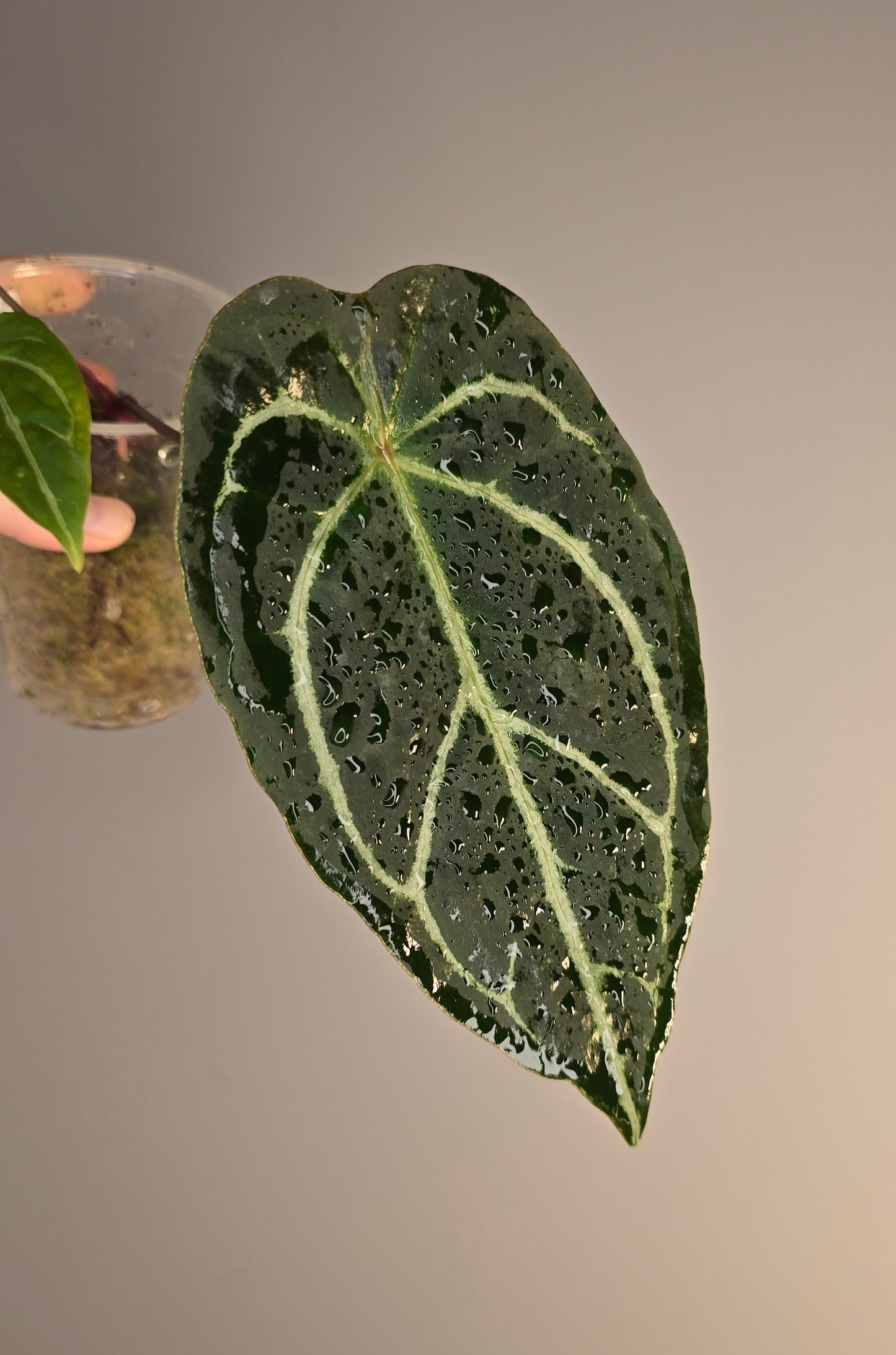 Anthurium crystallinum hybride x (HU x red crystallinum)