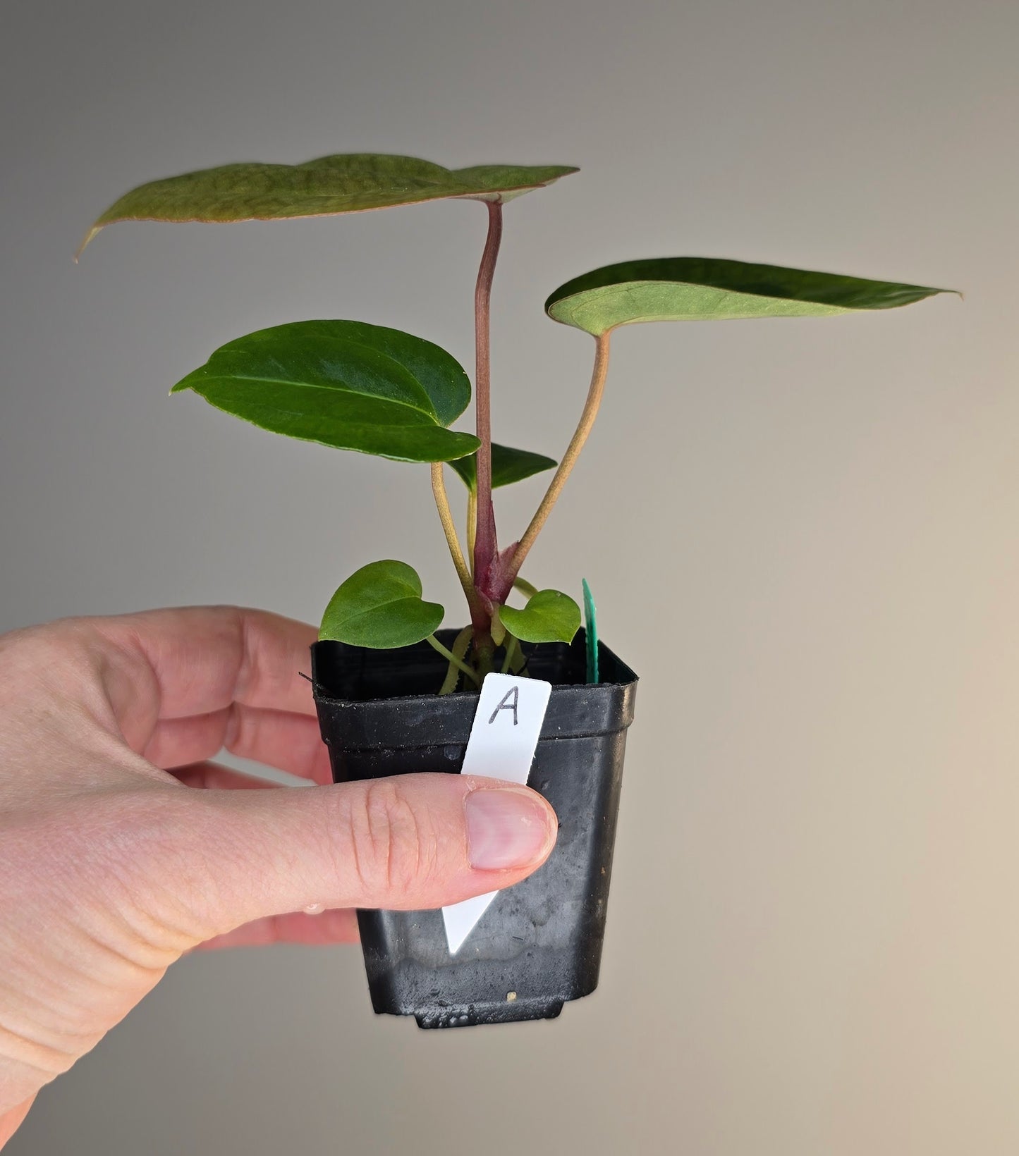 Anthurium papillilaminum