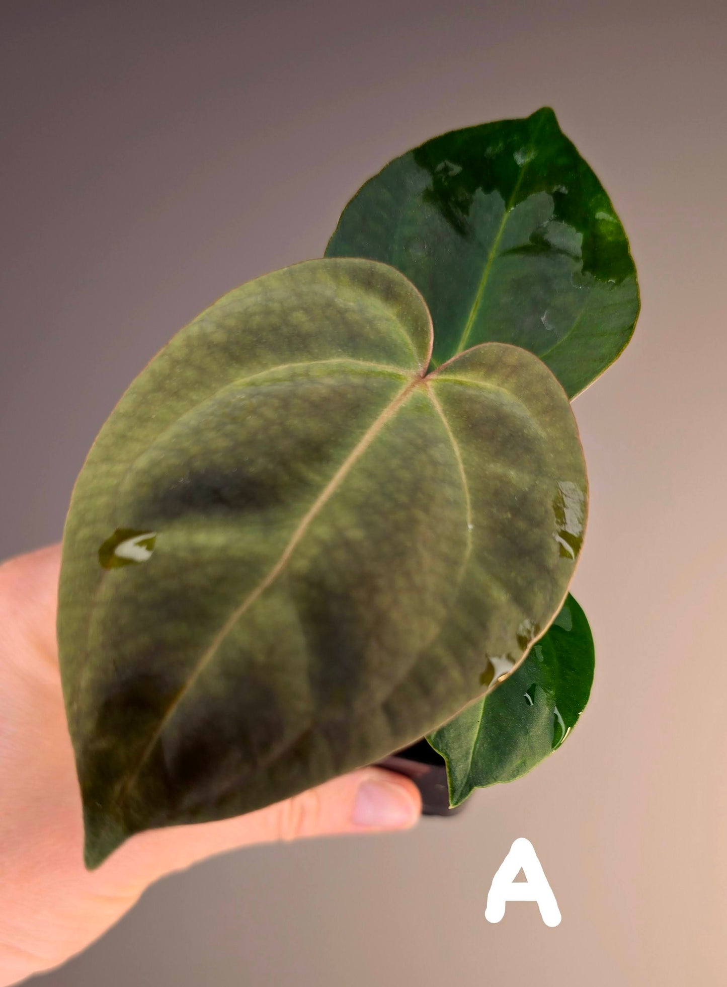 Anthurium papillilaminum