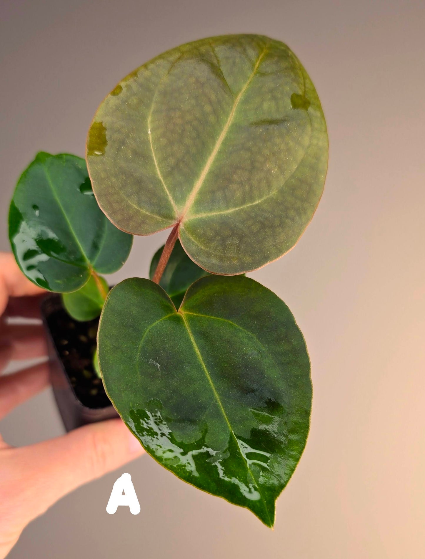 Anthurium papillilaminum