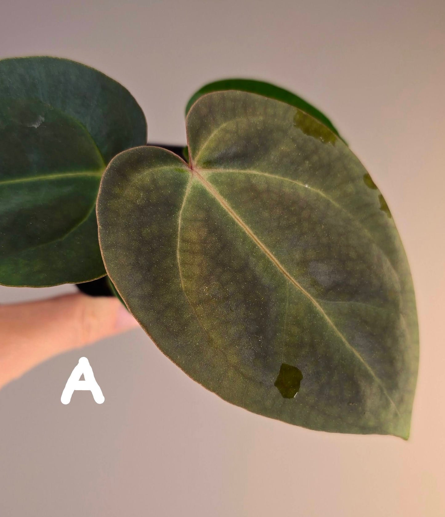 Anthurium papillilaminum