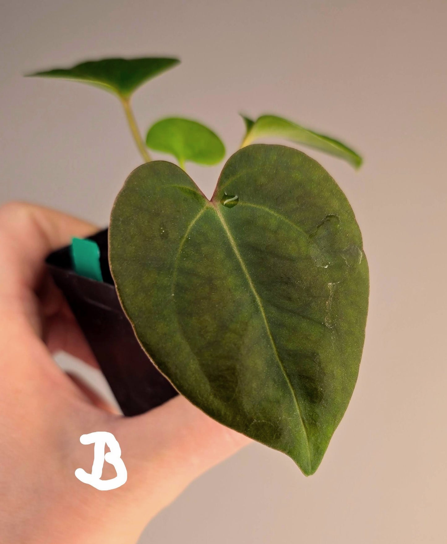 Anthurium papillilaminum