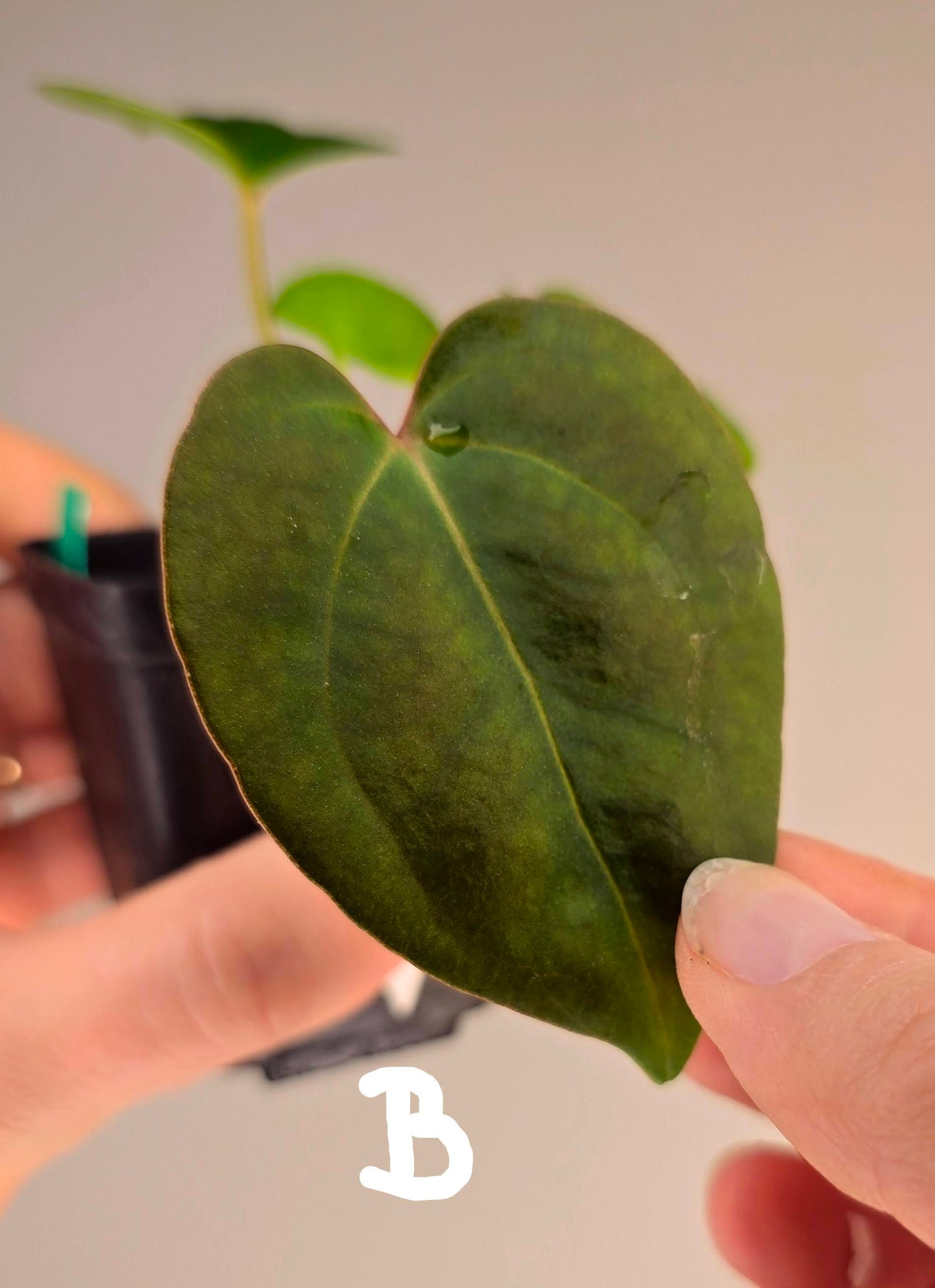 Anthurium papillilaminum
