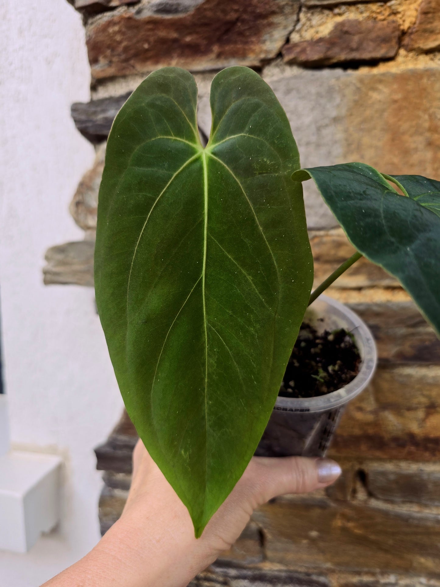 anthurium dark phoenix X fort sherman