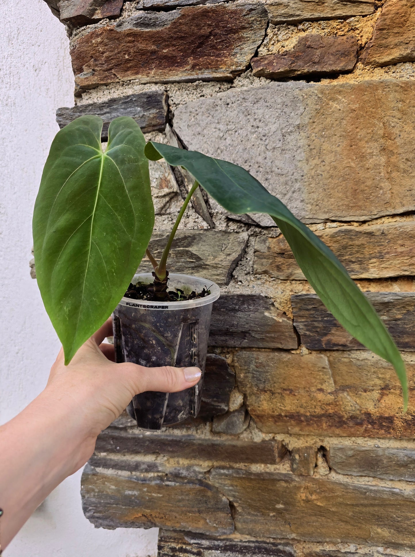anthurium dark phoenix X fort sherman