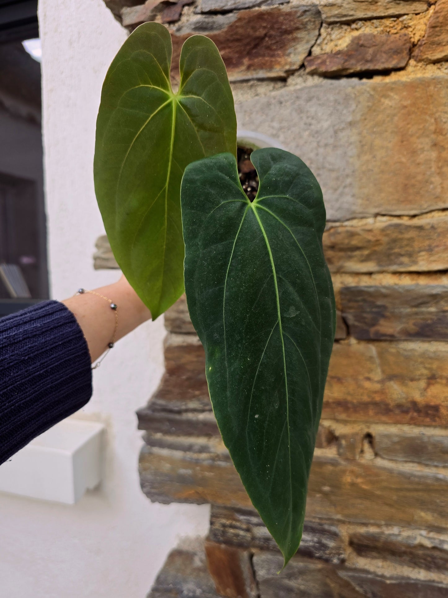 anthurium dark phoenix X fort sherman