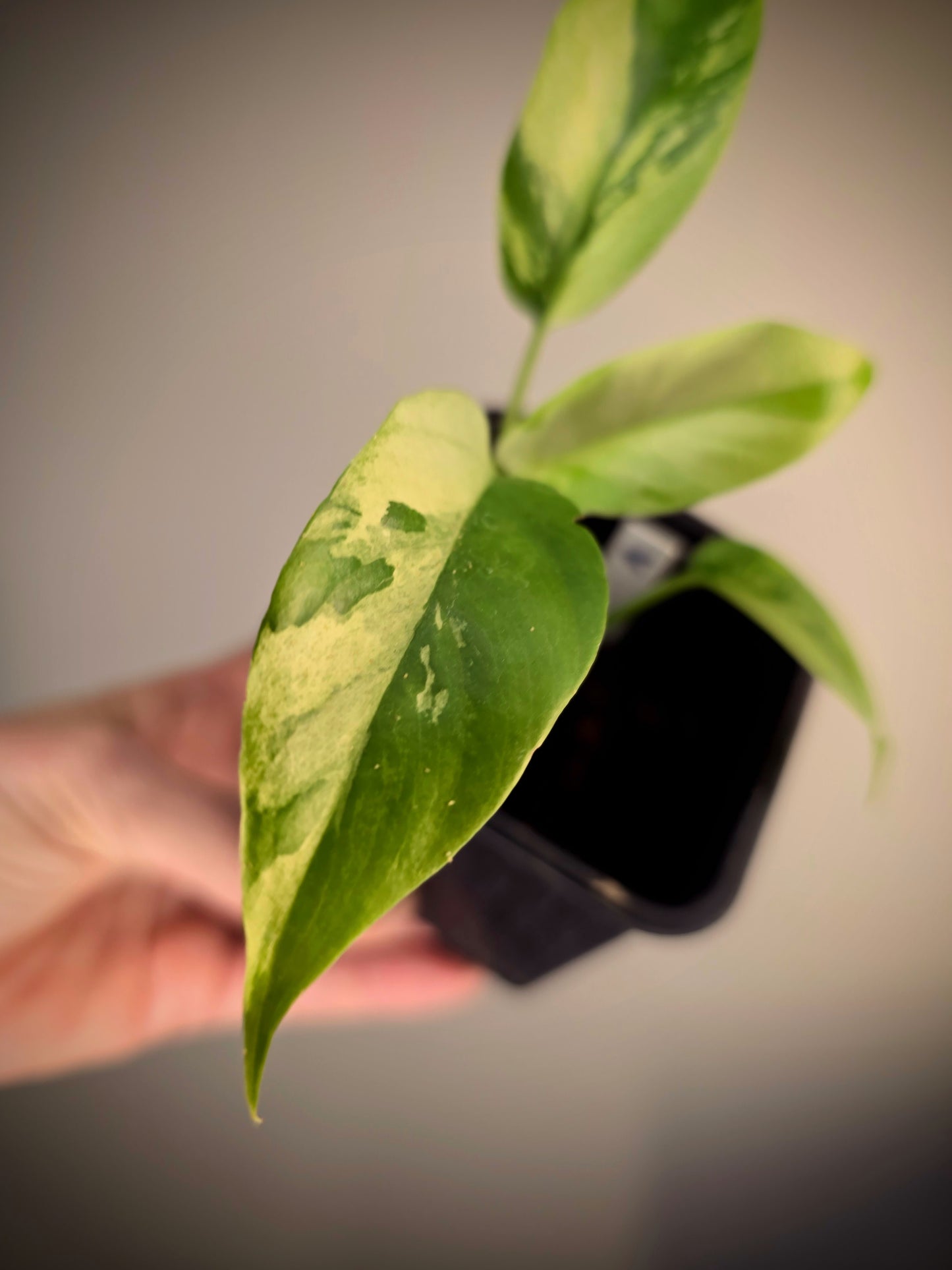 Rhaphidophora tetrasperma mint variegata