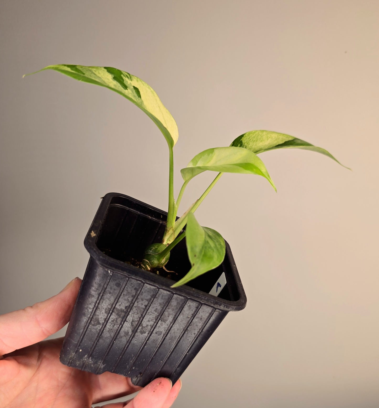 Rhaphidophora tetrasperma mint variegata