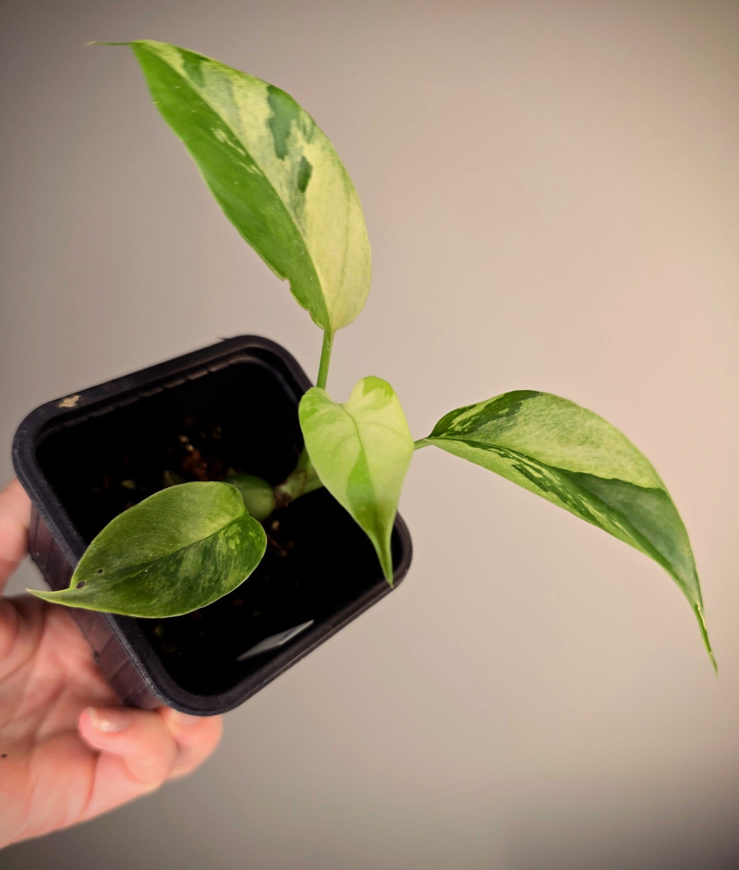 Rhaphidophora tetrasperma mint variegata