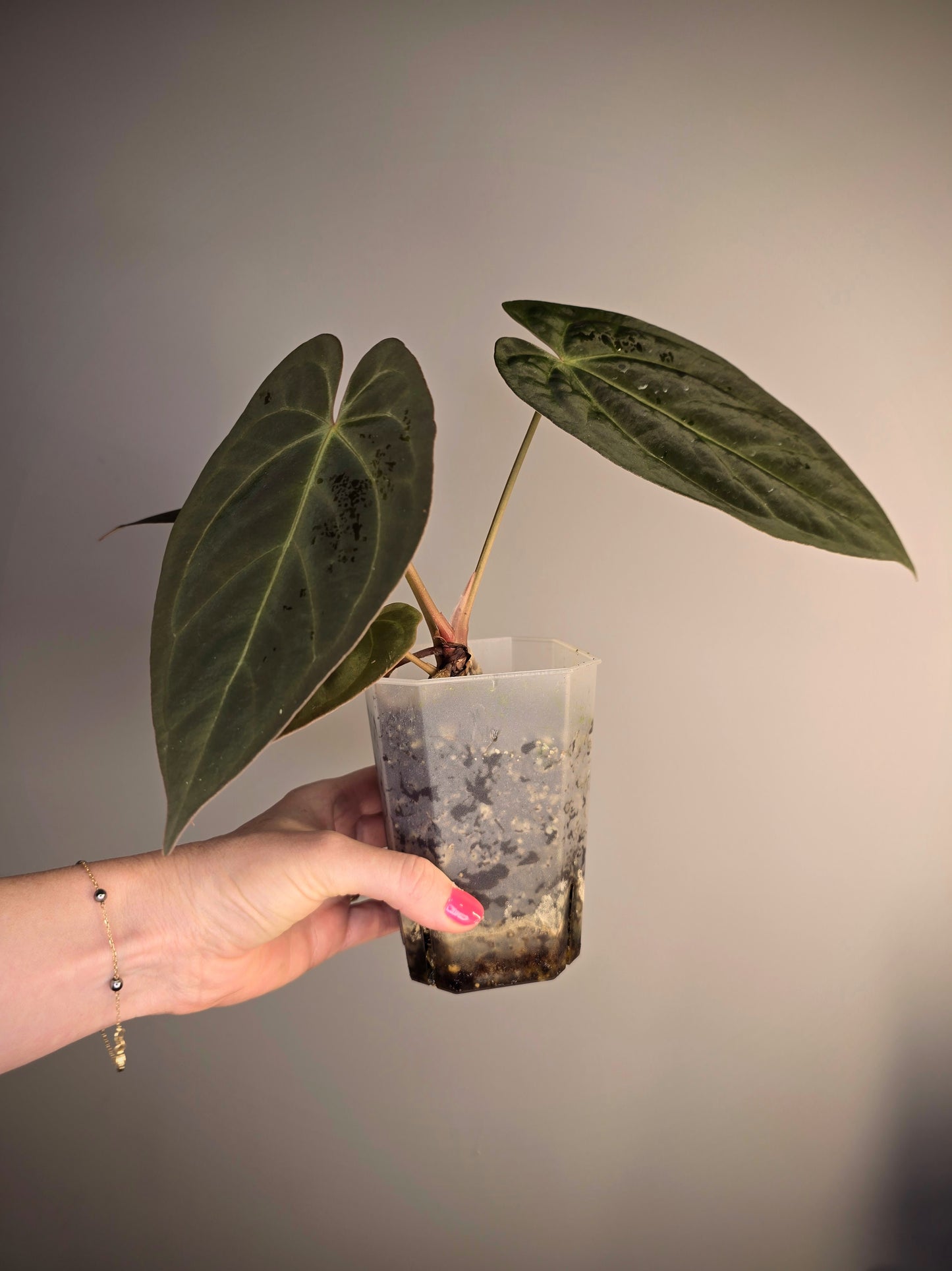 Anthurium hoffmanii (Indo) x corduroy