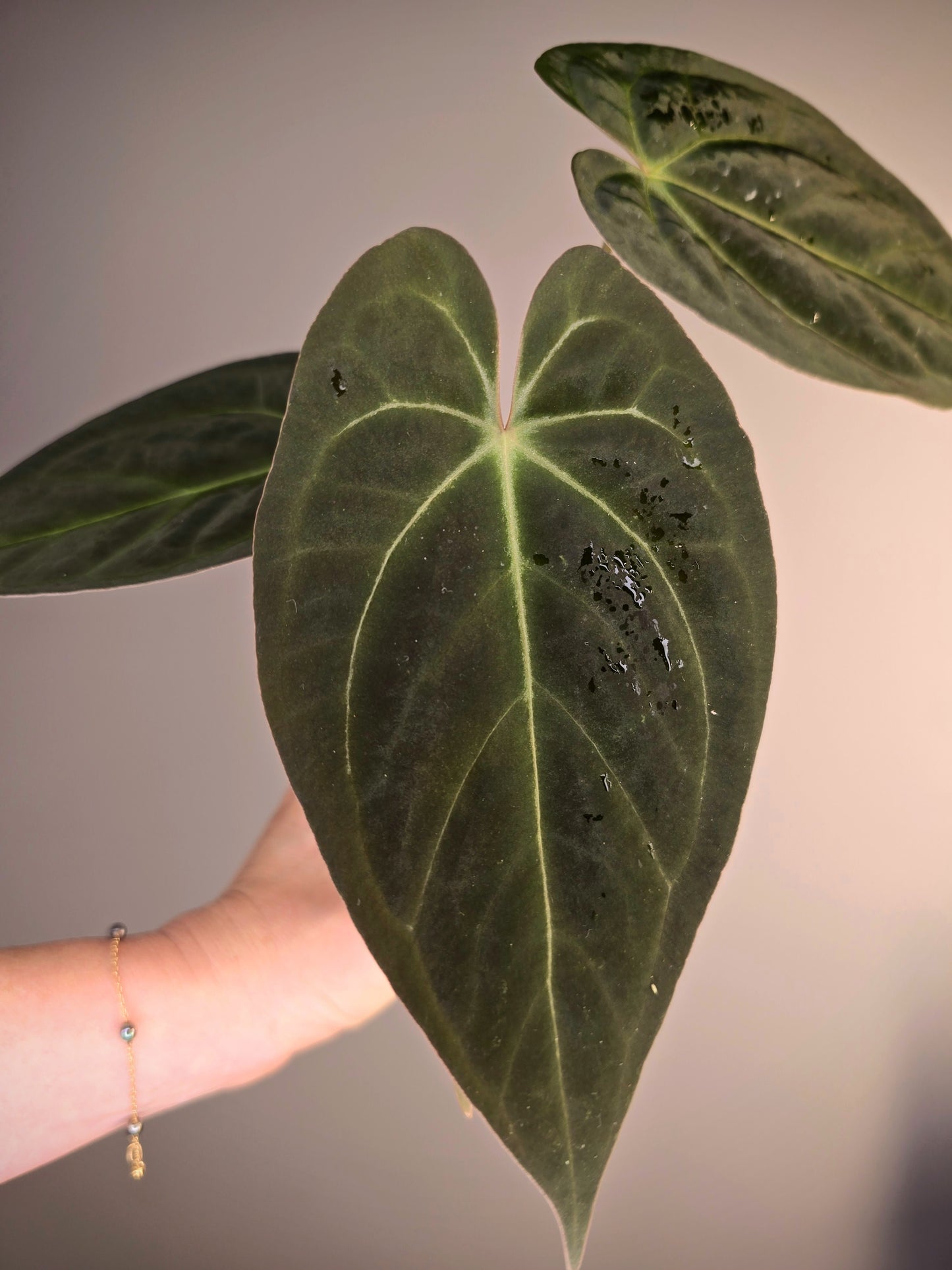 Anthurium hoffmanii (Indo) x corduroy