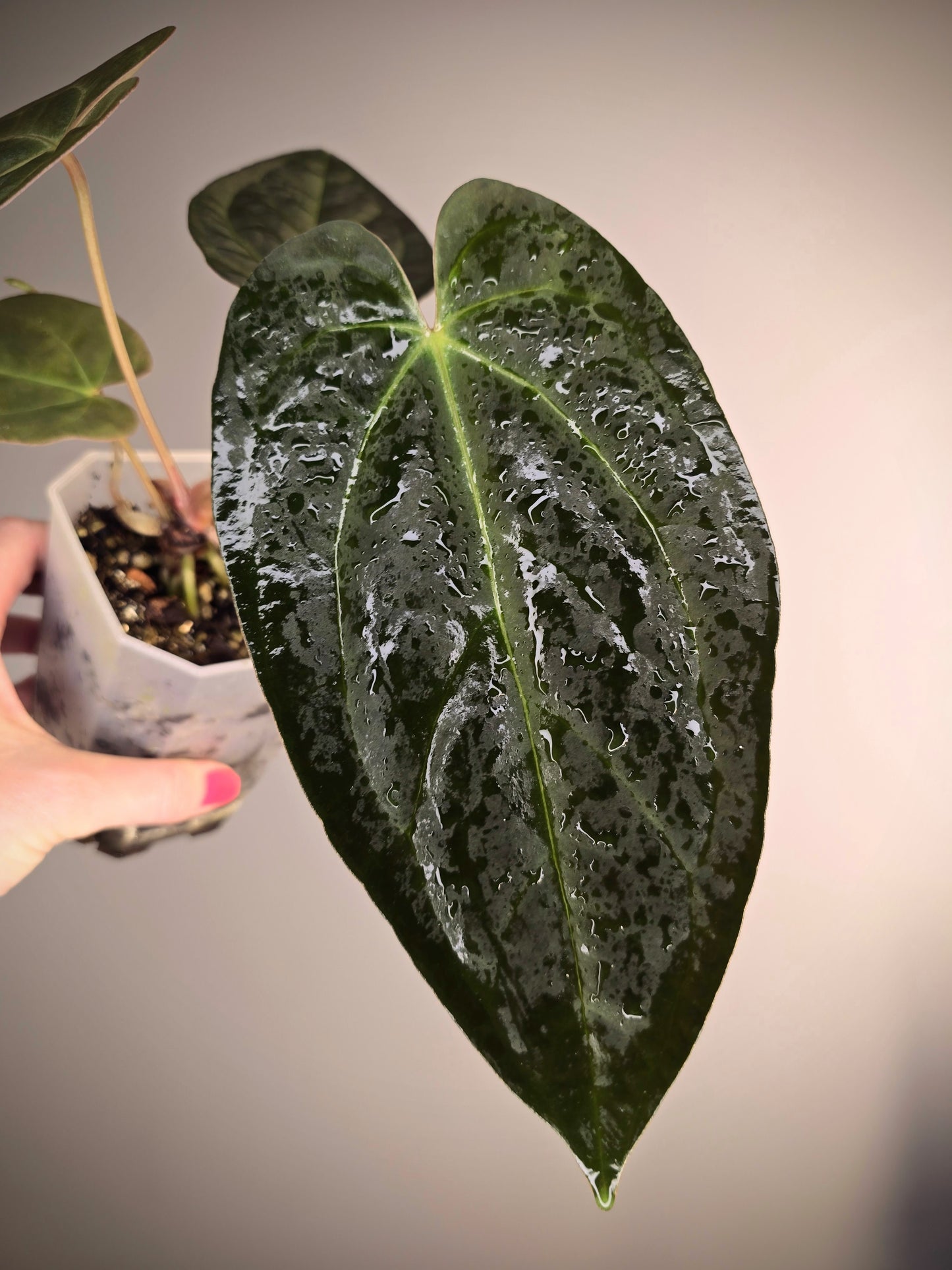 Anthurium hoffmanii (Indo) x corduroy