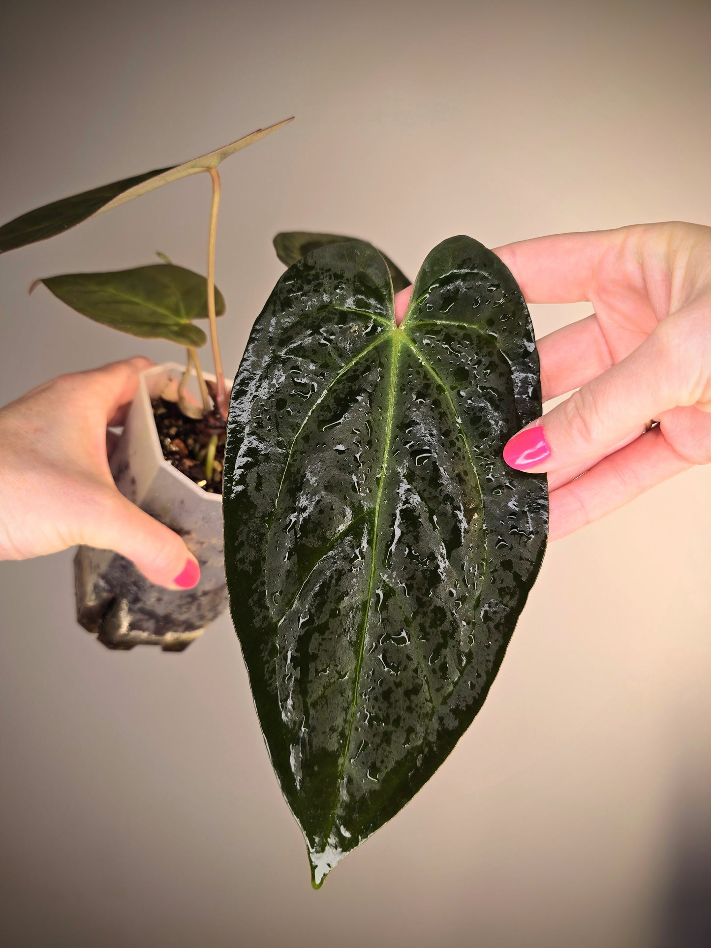 Anthurium hoffmanii (Indo) x corduroy