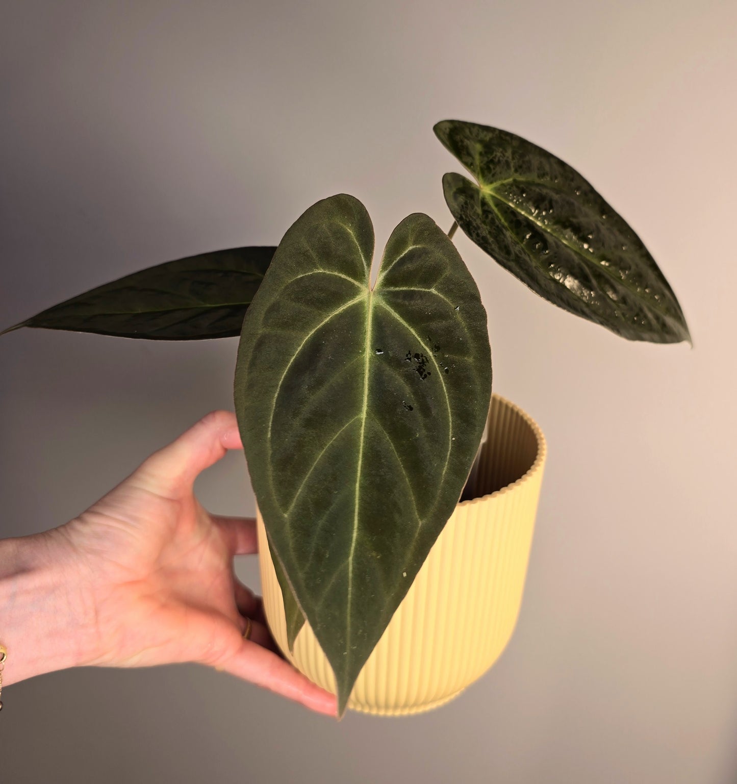 Anthurium hoffmanii (Indo) x corduroy