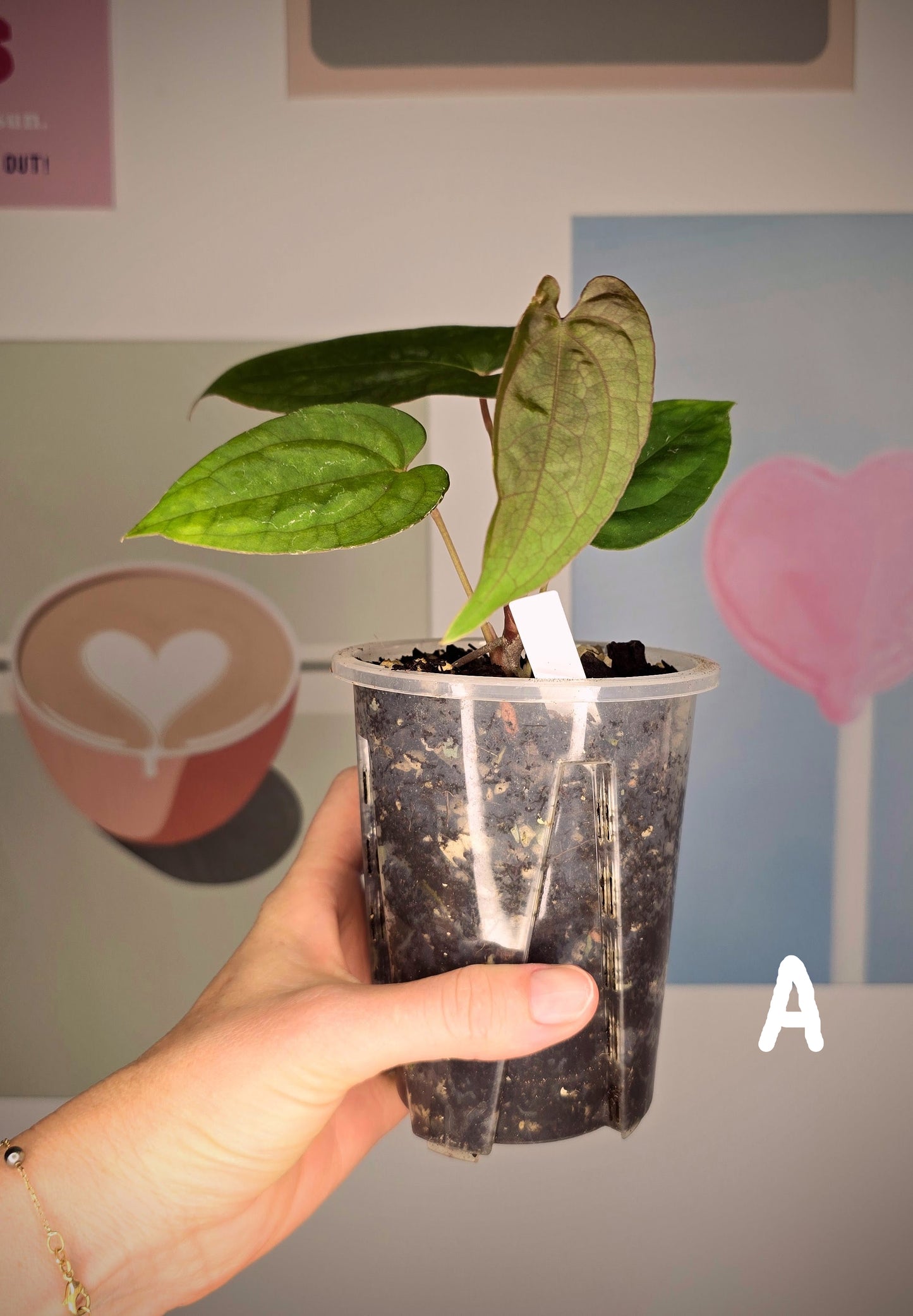 Anthurium Midnight Velvet