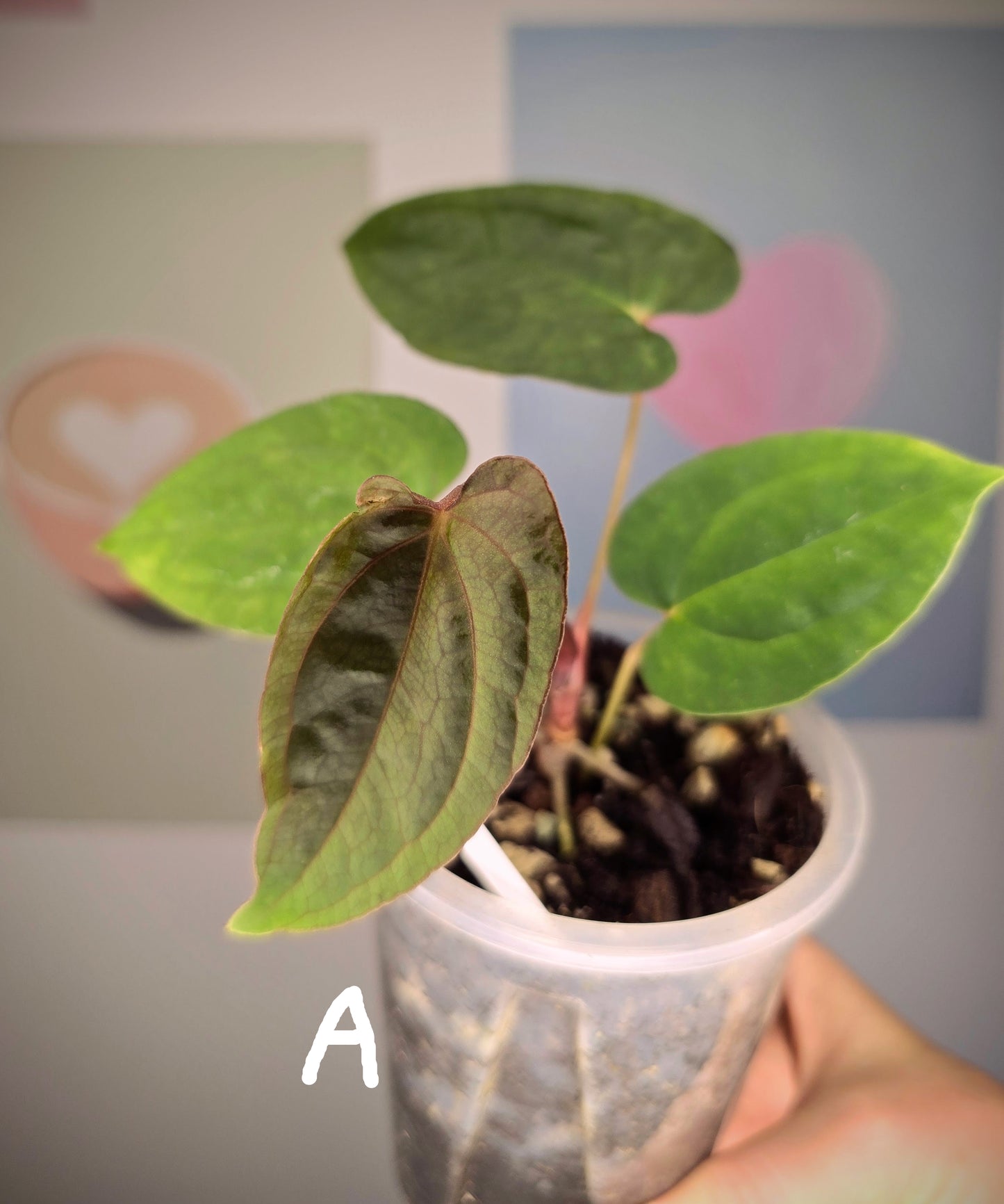 Anthurium Midnight Velvet