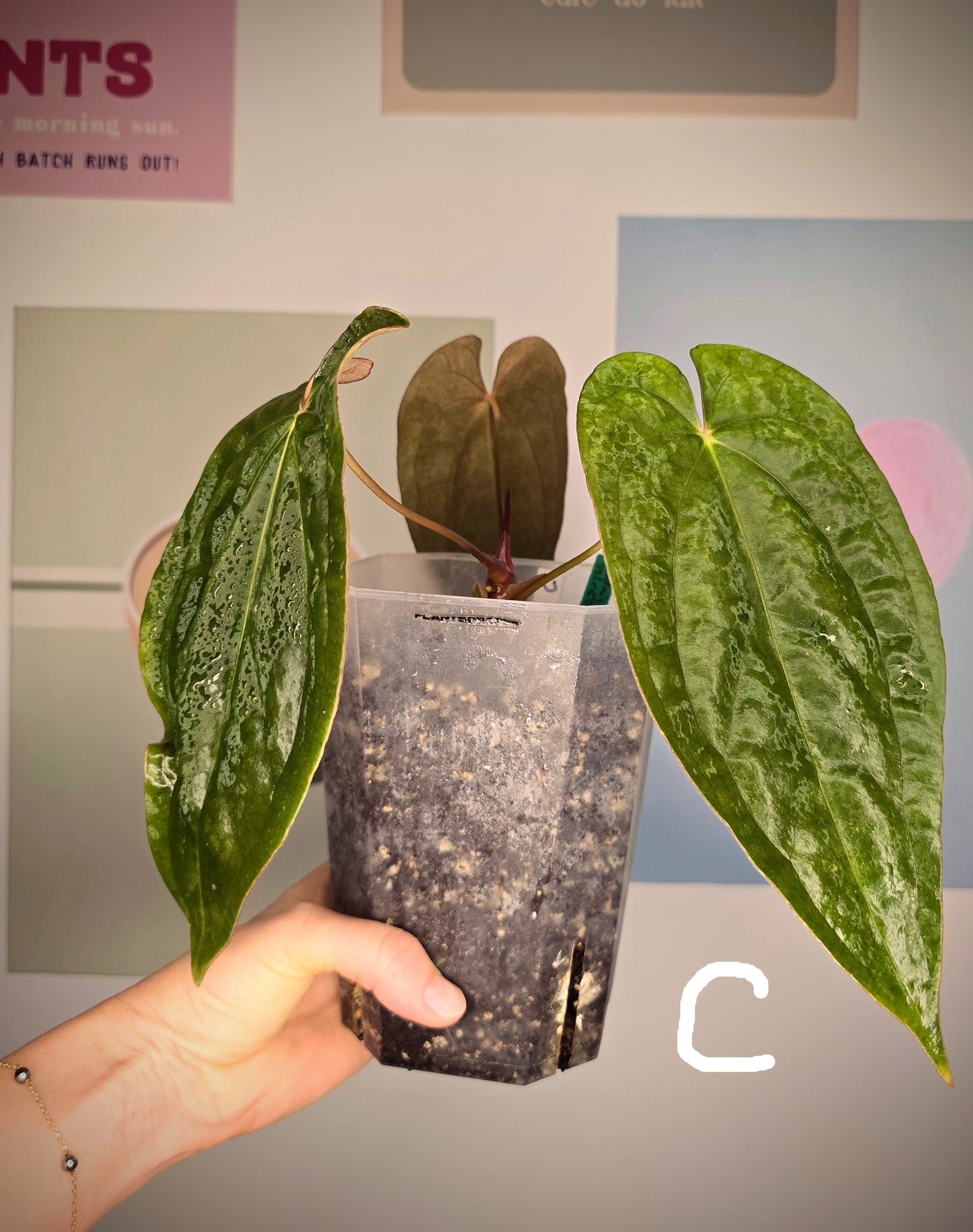 Anthurium Midnight Velvet